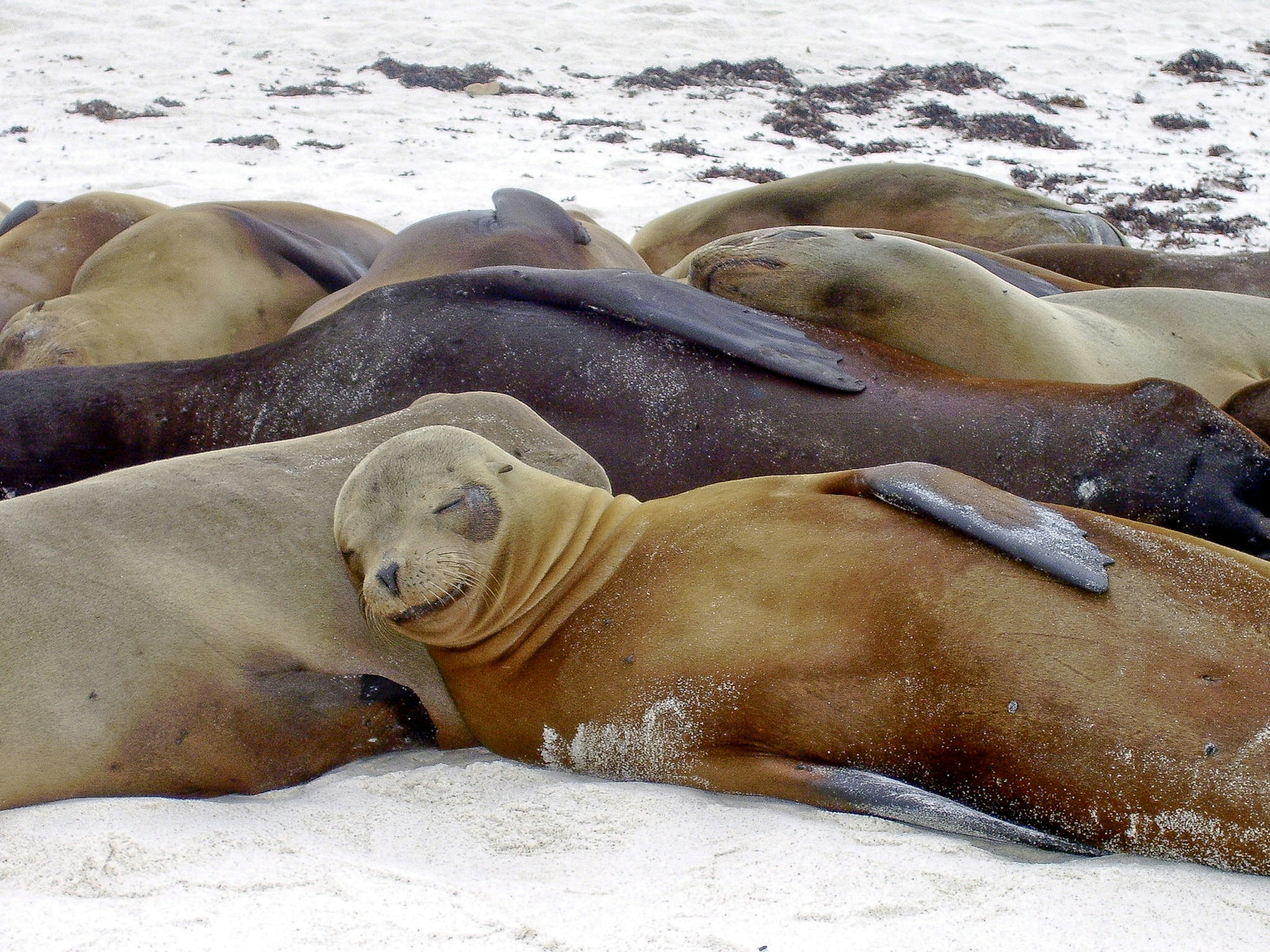 Multiple sea lions lie across each other on a beach on Isla Española