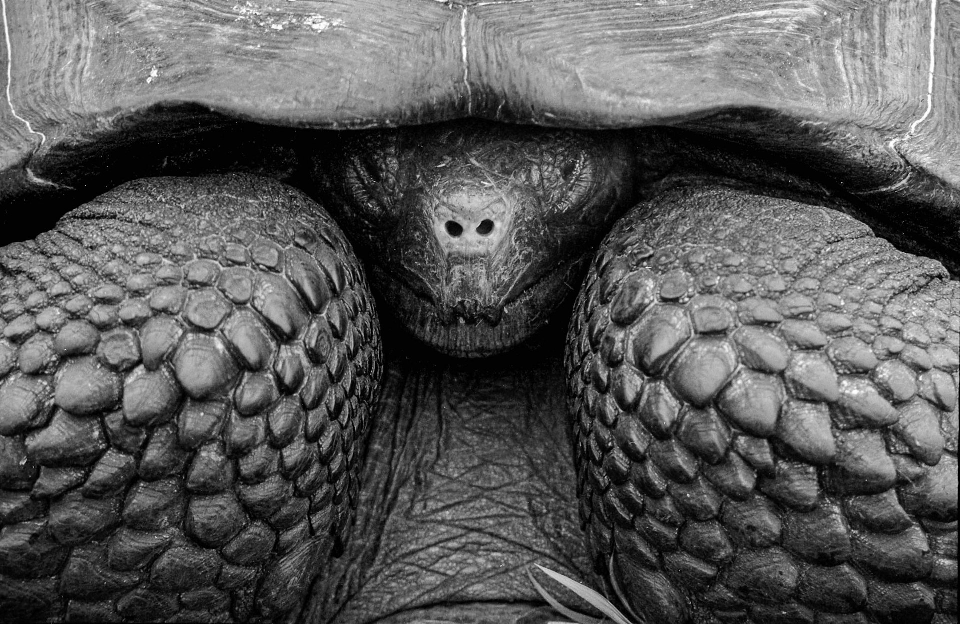 A close up of the face of a giant black tortoise in the Galapagos Islands