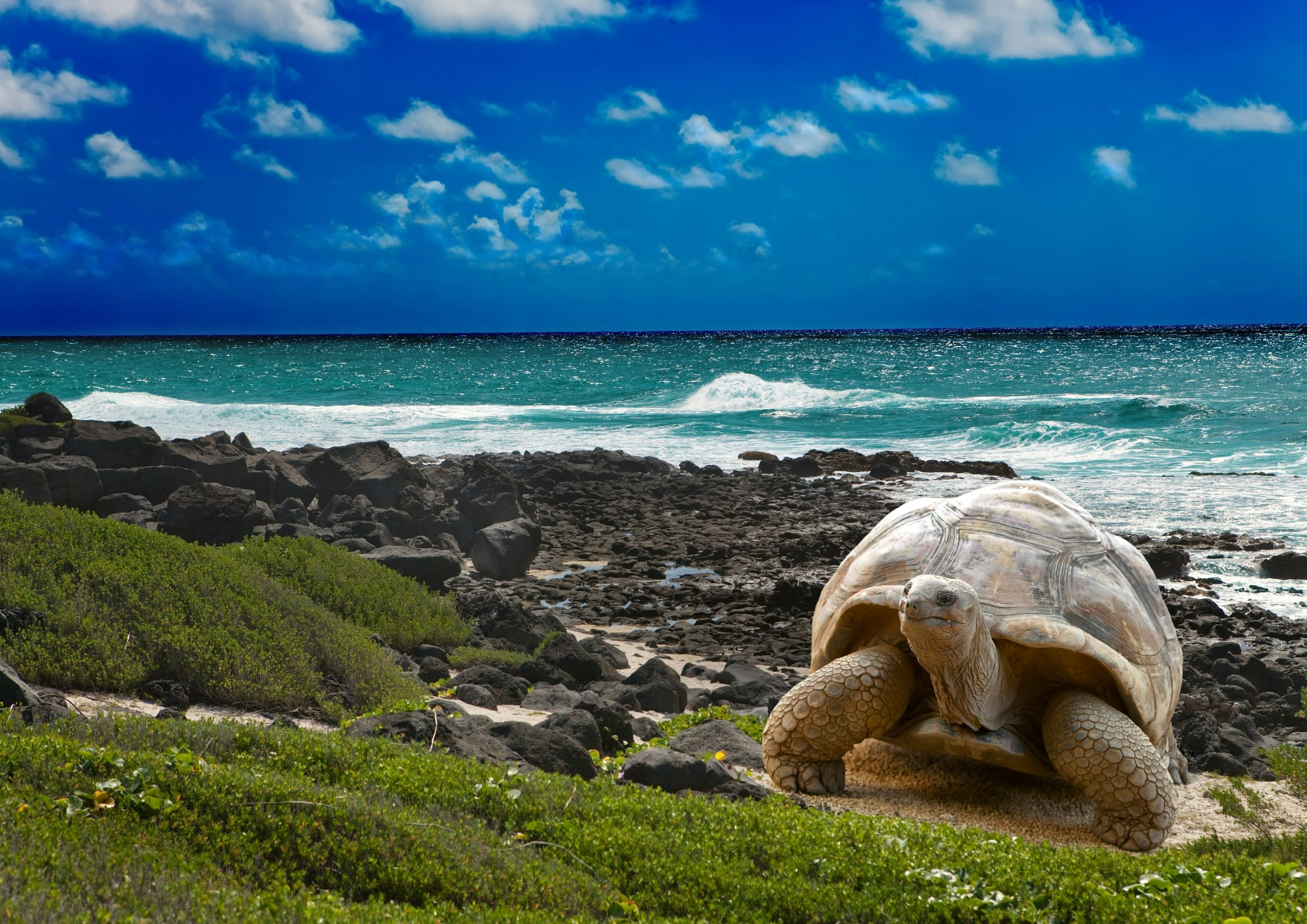 A giant turtle standing on a grassy hill with the beach 