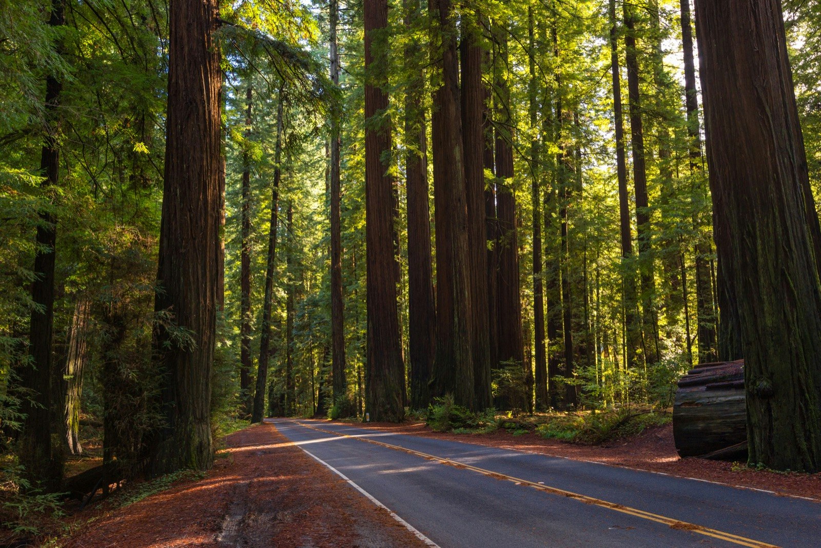 A paved road runs through a redwood forest; best of Humboldt County California