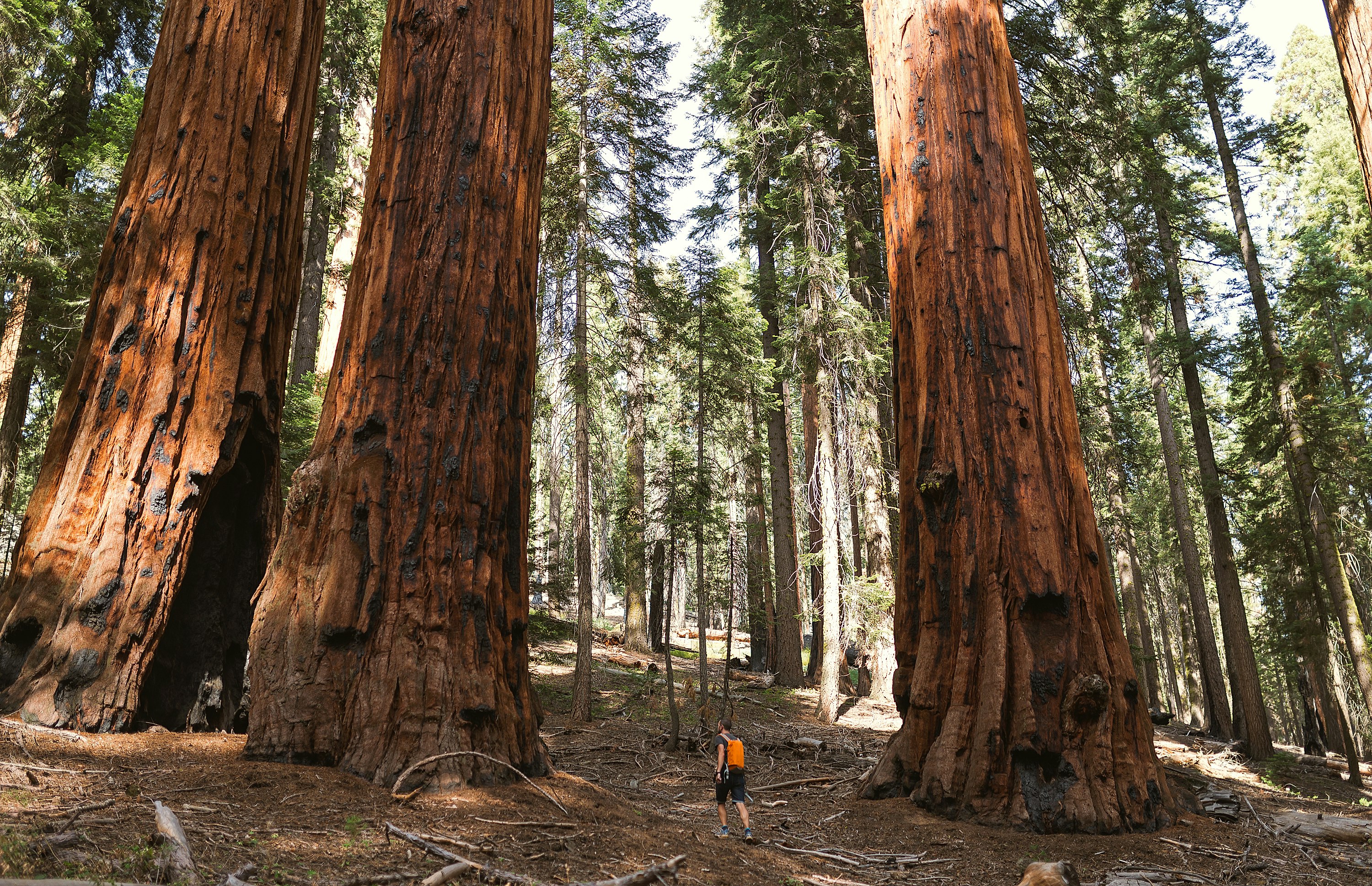Giant Sequoia trees in Sequoia National Park