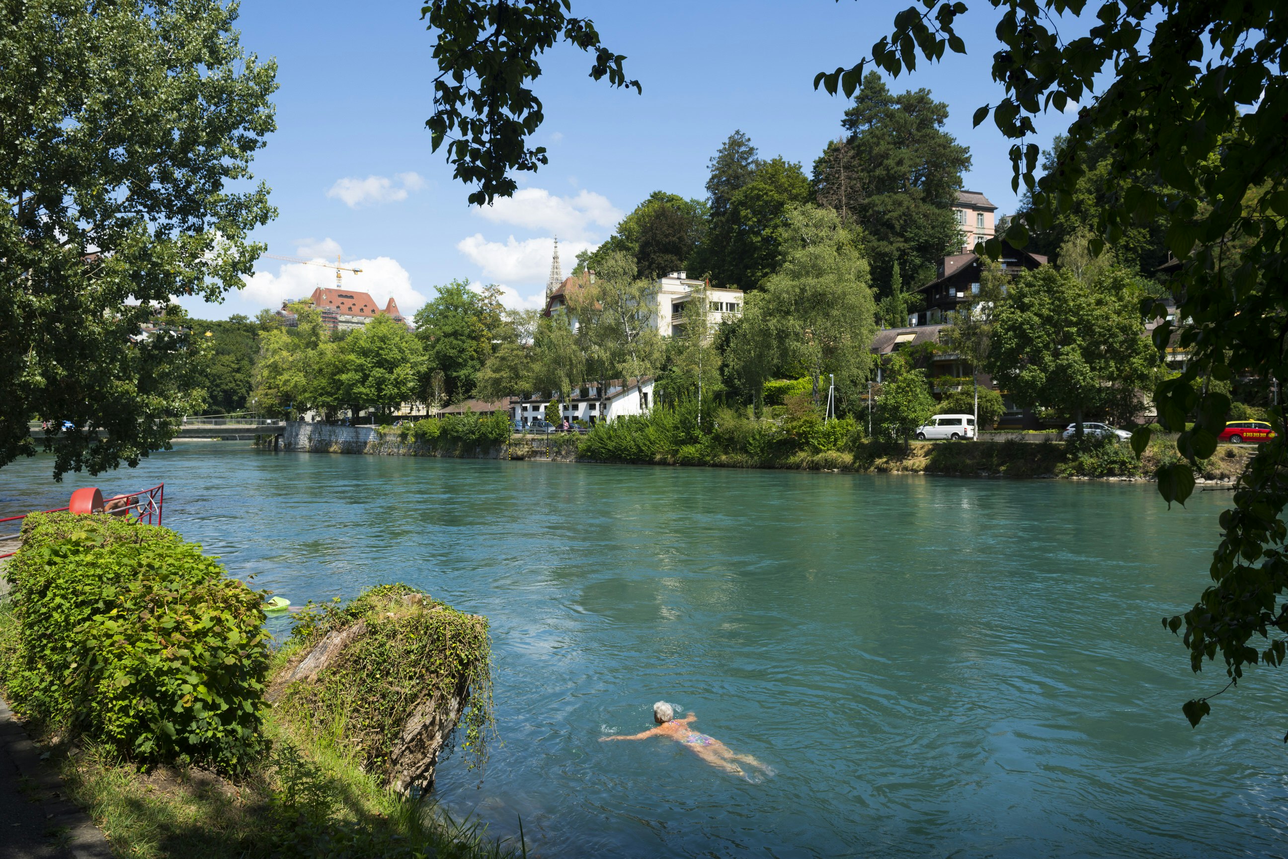 An older woman swims breaststroke near the bank of a wide river on a sunny day. On the opposite bank are buildings obscured by large trees.