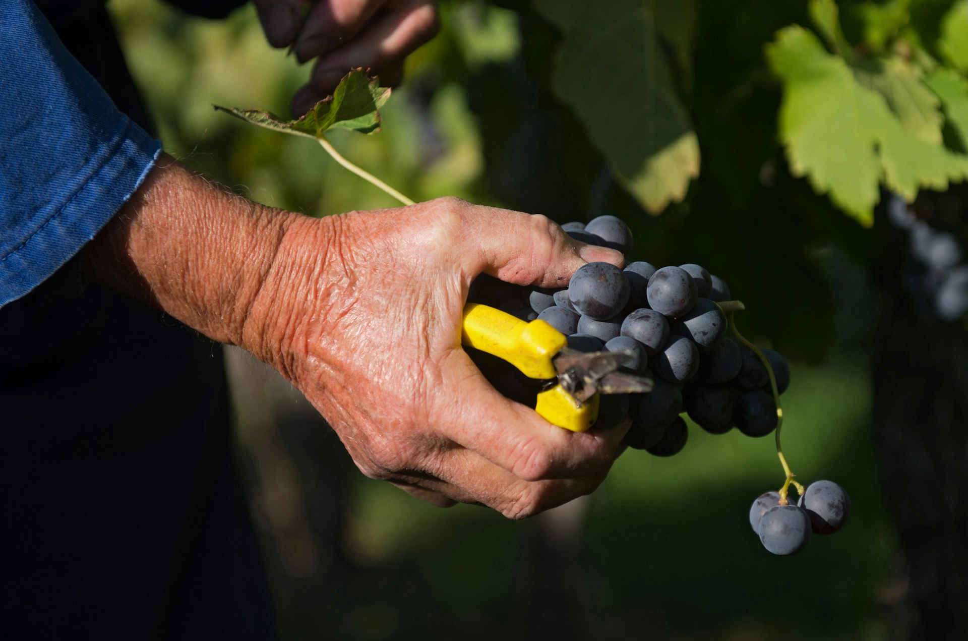 A man's tan hand extends from a blue denim sleeve on the left side of the frame, clutching yellow-handled pruning shears and red Trollinger grapes on a vine in Stuttgart Germany.
