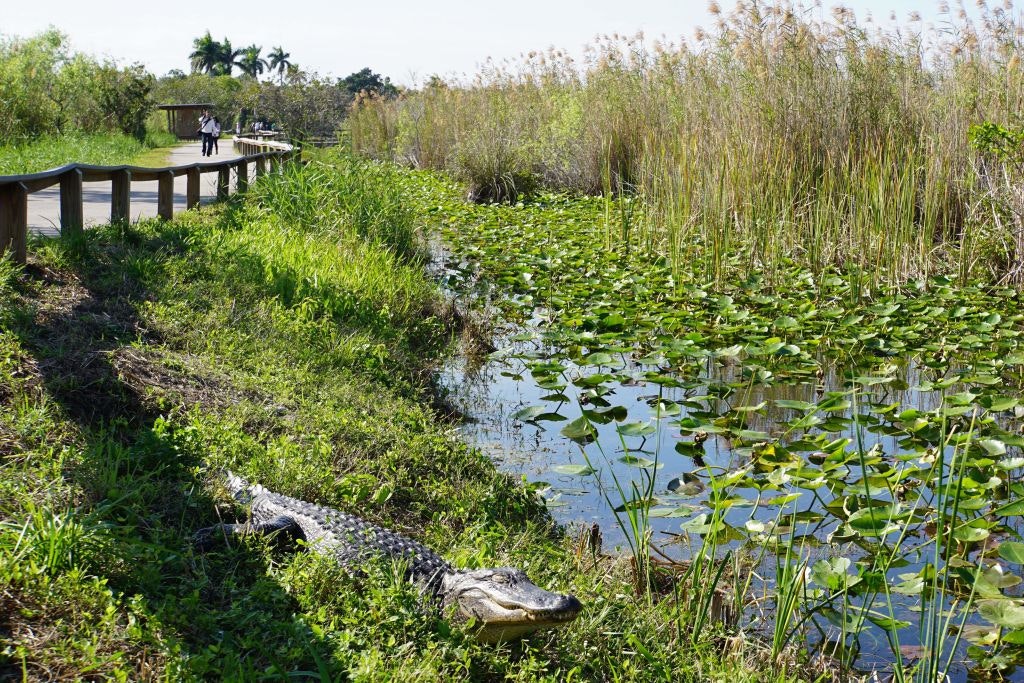 EVERGLADES NATIONAL PARK, FLORIDA, USA - - Wildlife warning road