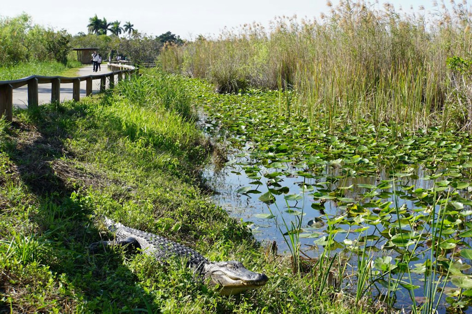 Visitors walk near a Florida alligator on a boardwalk on the Anhinga Trail in Everglades National Park in Homestead