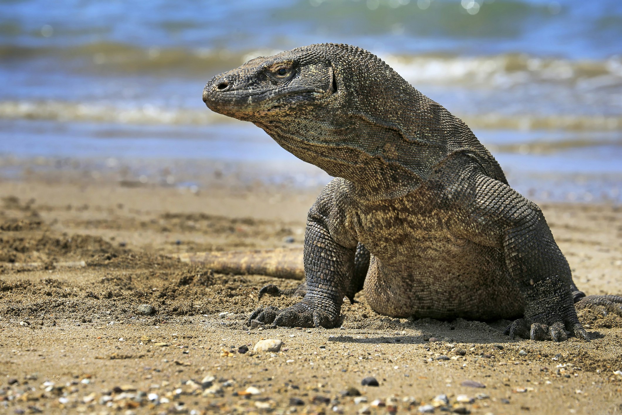 Portrait of a komodo dragon on beach, Komodo Island, East Nusa Tenggara, Indonesi