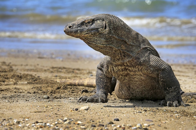 Exploring Komodo National Park’s wild attractions – Lonely Planet ...