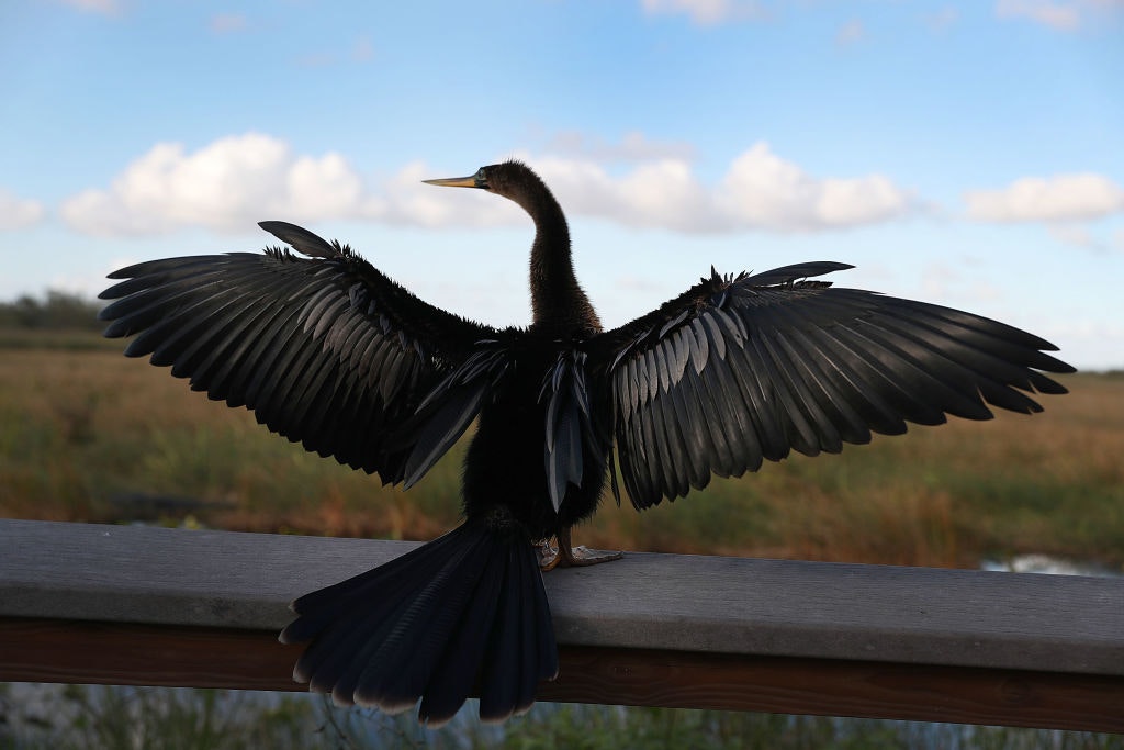 An anhinga stretches it wings on a boardwalk railing at the Everglades National Park
