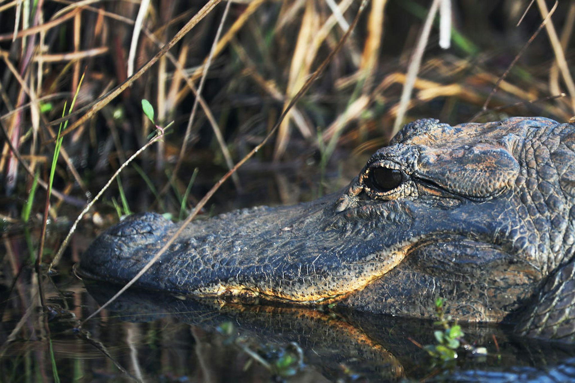 Closeup of an alligator's head peeking through the reeds in the swamp