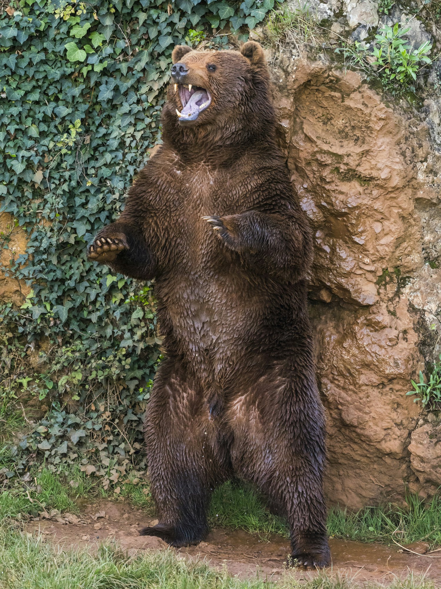 A cantabrian brown bear standing scratching its back on a rock and marking its territory