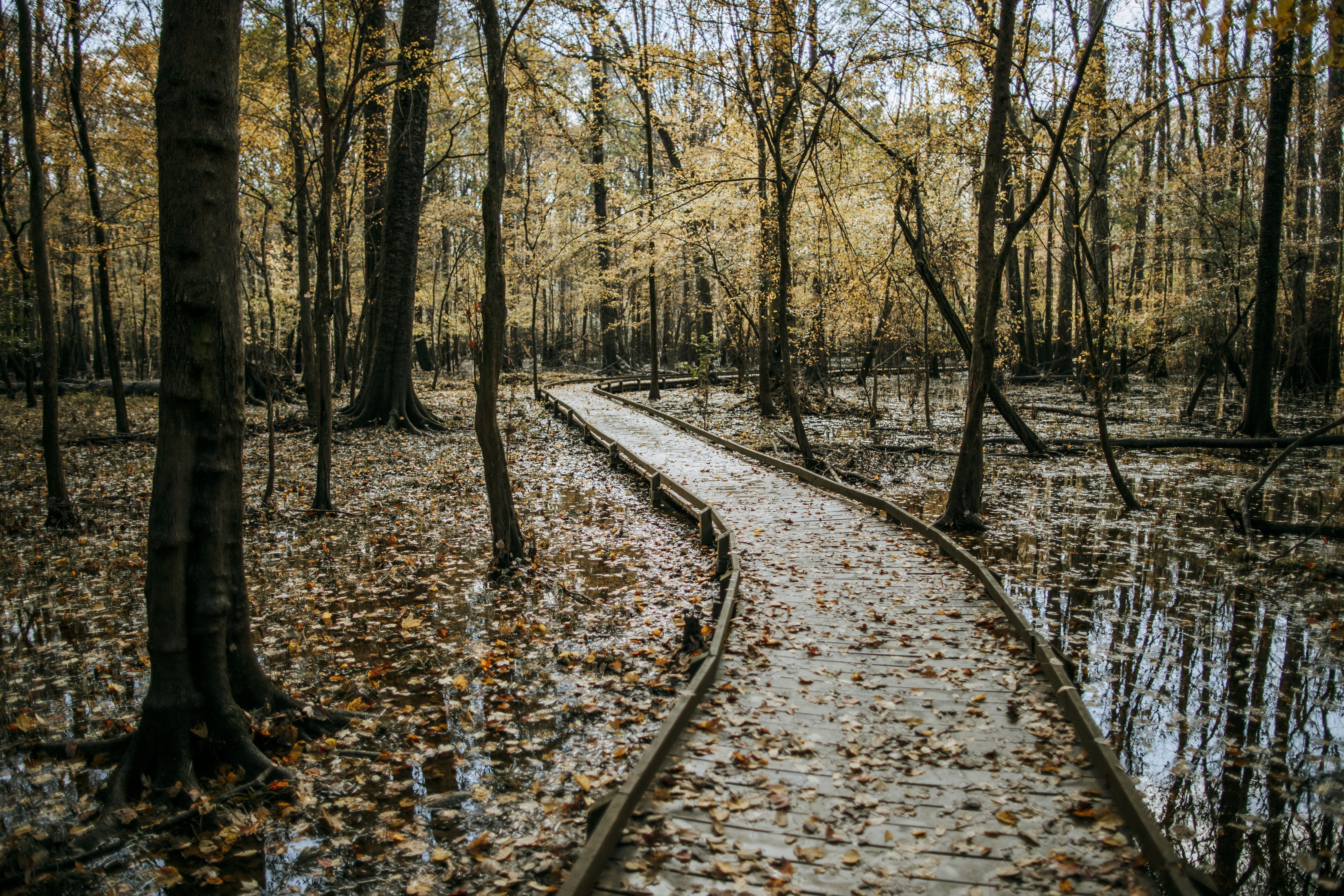 A lightly weathered wooden boardwalk covered in a light dusting of faded fall leaves spans a stretch of water surrounding a forest of trees. The water reflects the sky above, the leaves resting on its surface, and the trees themselves.