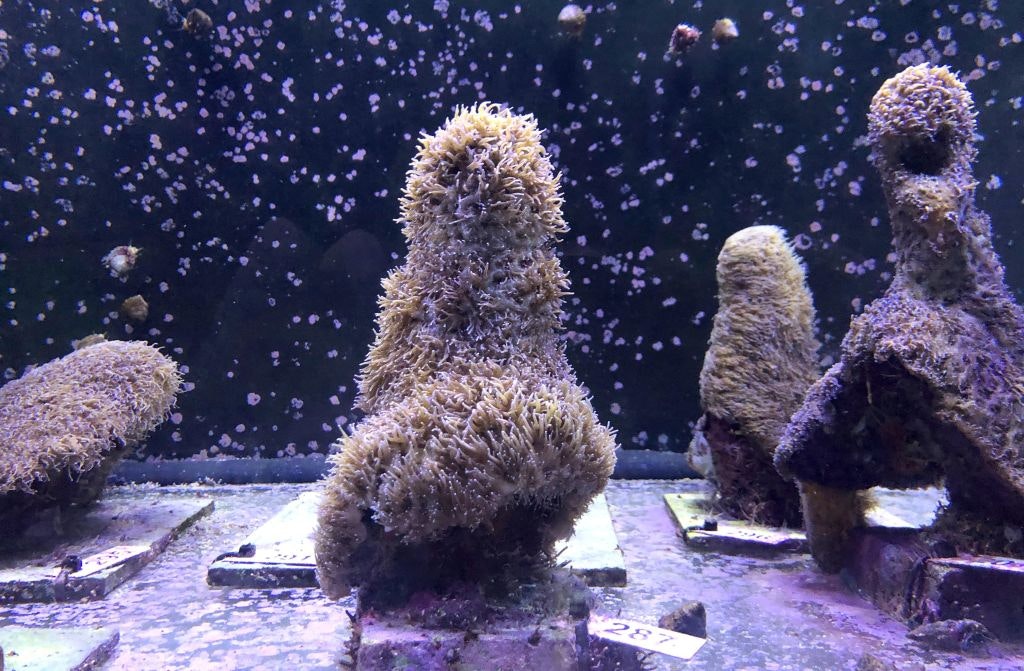 Scientists reproduce pillar coral in a Florida lab