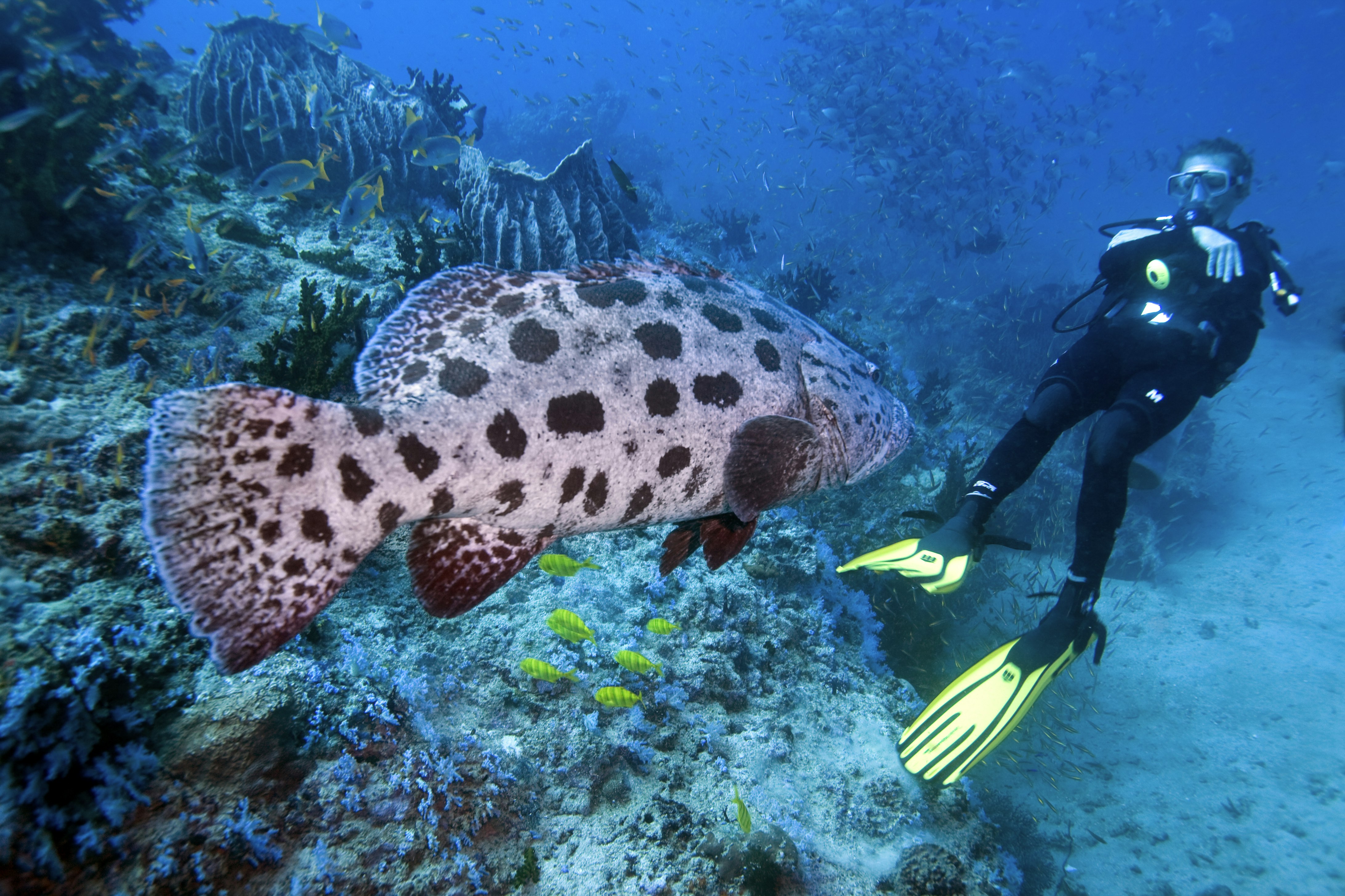 A huge, admittedly slightly terrifying, spotted fish swims towards a diver off the coast of Havelock Island. In the background a reef is visible with smaller fish swimming around it.