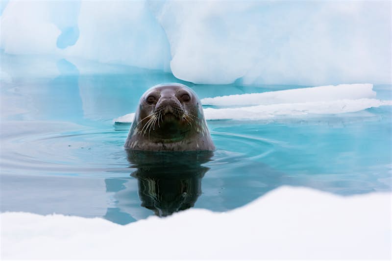 A seal pup pops his head out of the water