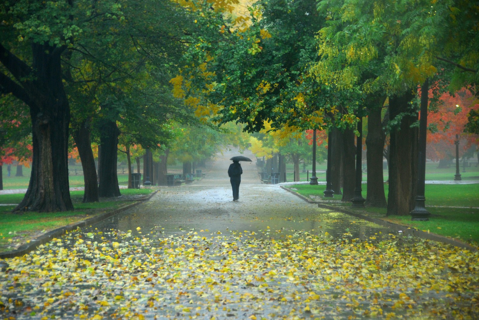 Peaceful scene showing single dark figure with umbrella on a path, framed by trees and fallen leaves. Shot taken in the rain on Boston Common with the trees in autumn colors.