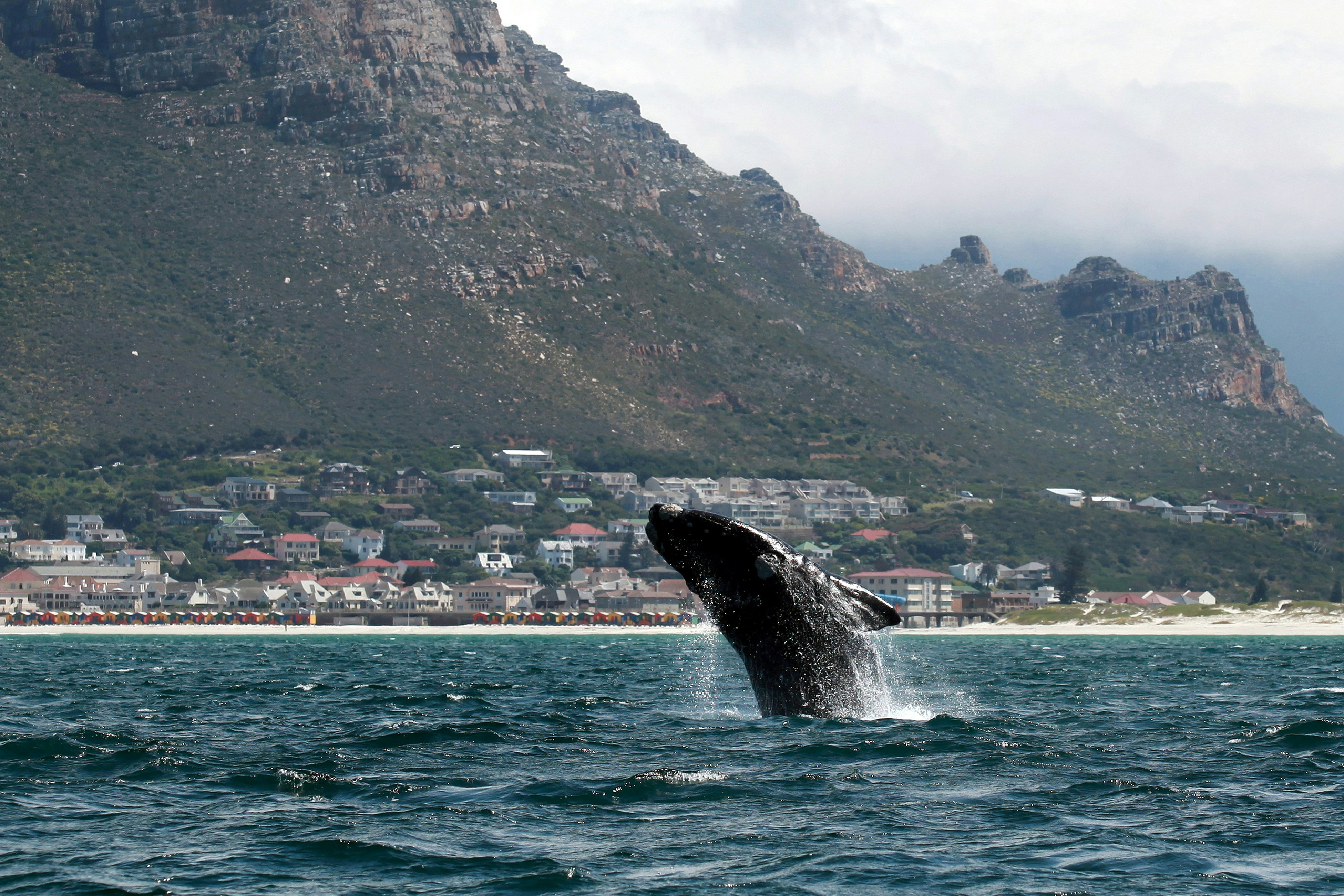 A Southern right whale breaches near the shore of Muizenberg Beach in False Bay, Cape Town