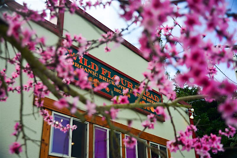 A storefront viewed through flower blossoms