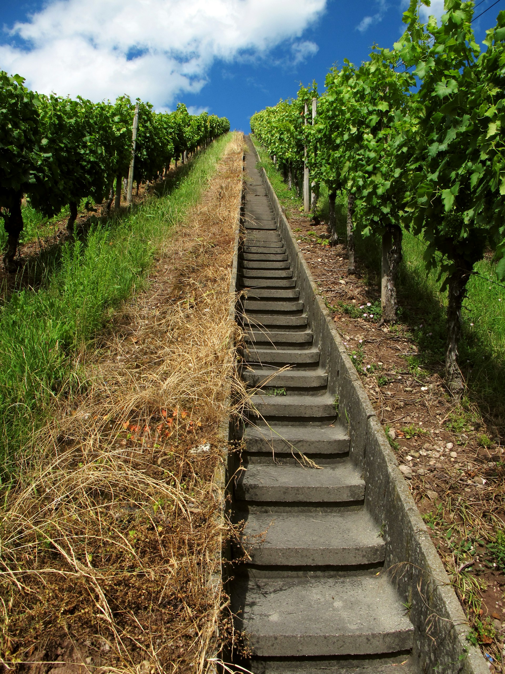 A narrow concrete staircase runs up a slope, with lush green vines on either side of it.