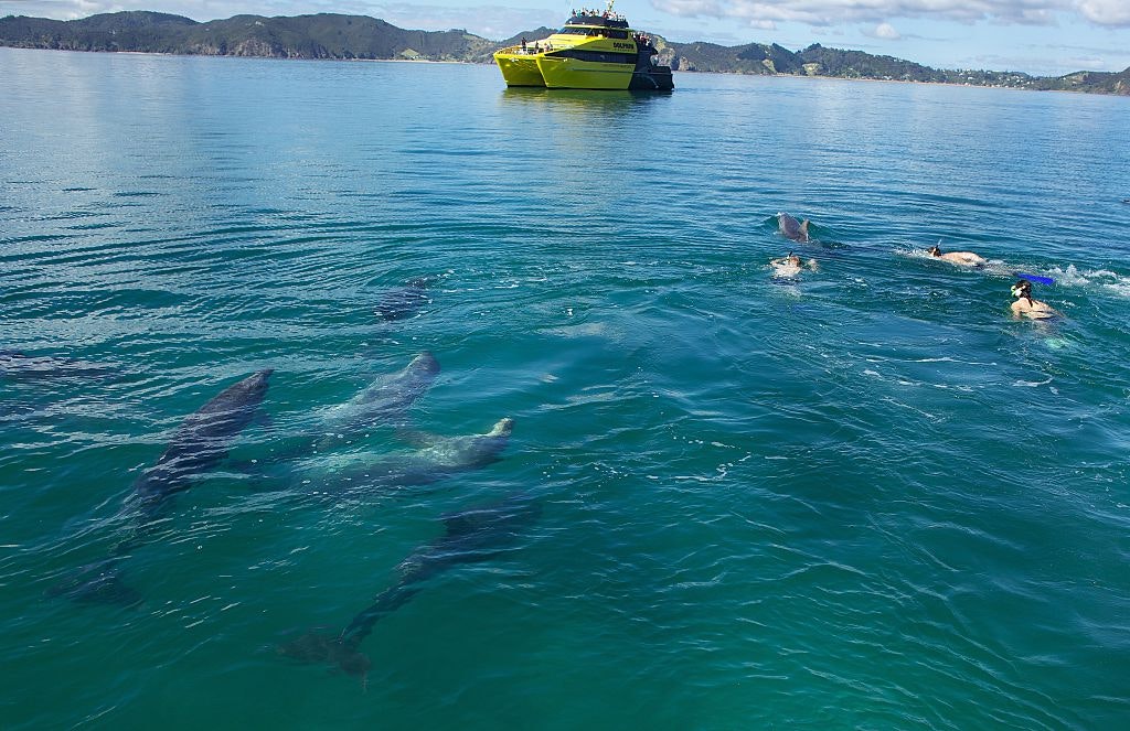 Bay of Islands bottlenose dolphins