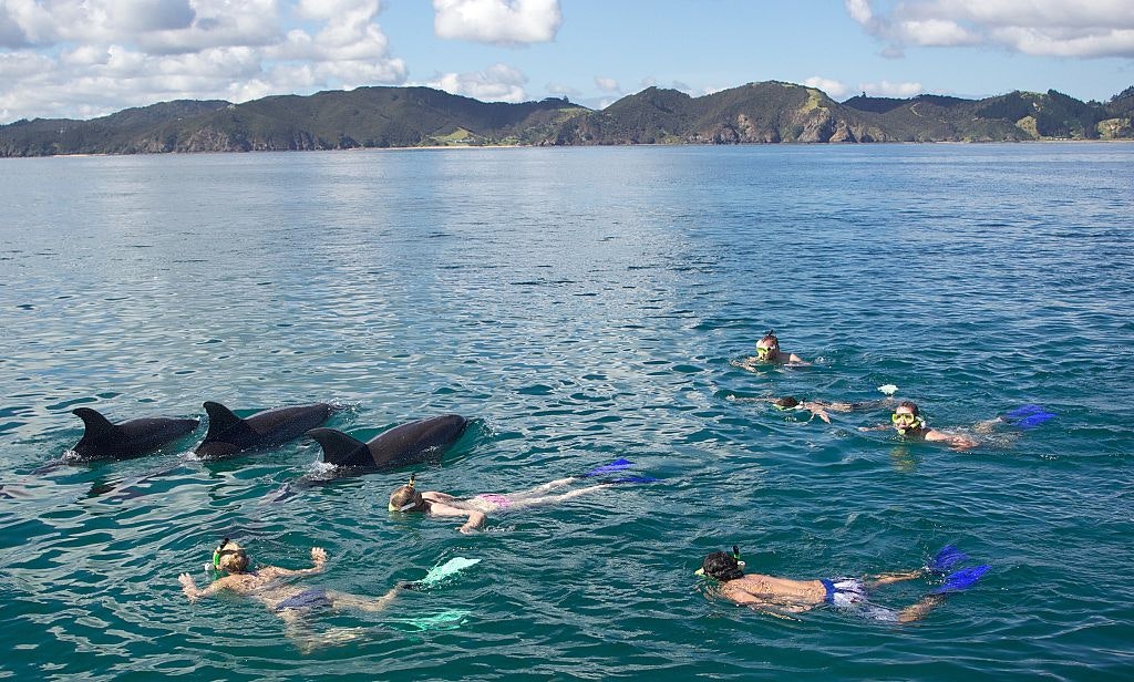 Bottlenose dolphins and tourists in NZ
