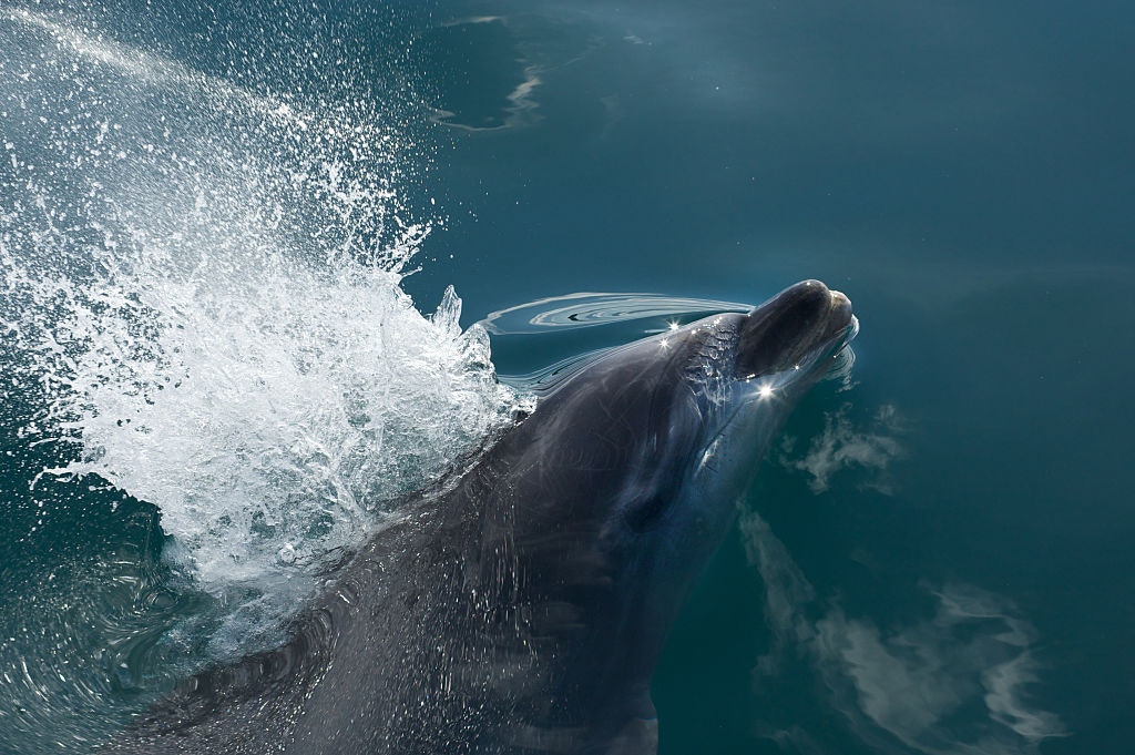 Playful bottlenose dolphin