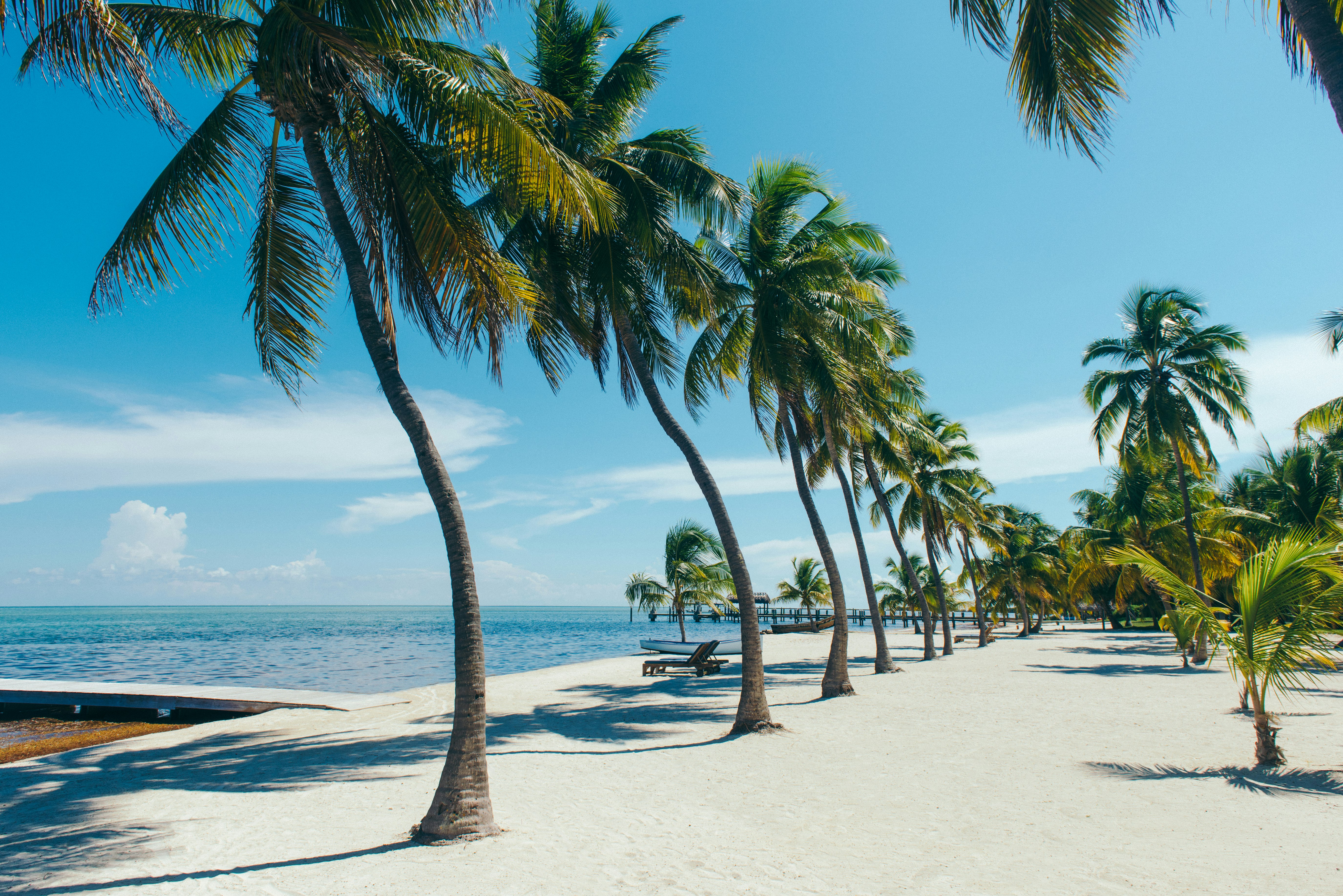 En rad palmer på en fin, vit sandstrand nära turkost vatten med små krusningar - en lugn scen vid stranden i Islamorada, Florida