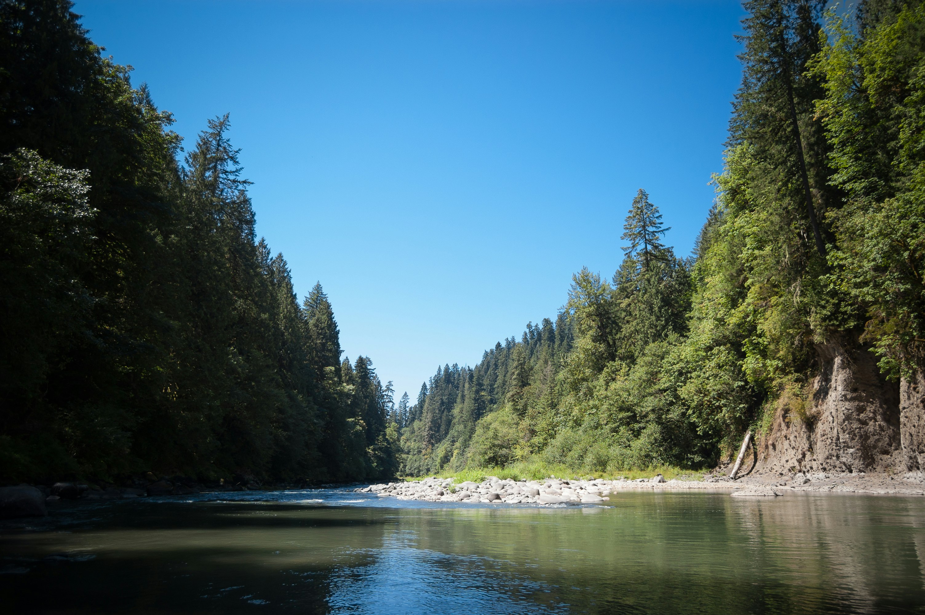 This shot of the Sandy River in Oregon shows the broad green, blue, and black expanse of the river in the foreground extending to a narrow point in the distance. The river is edged by thick stands of tall evergreen trees. In the midground is a pile of grey river rocks.