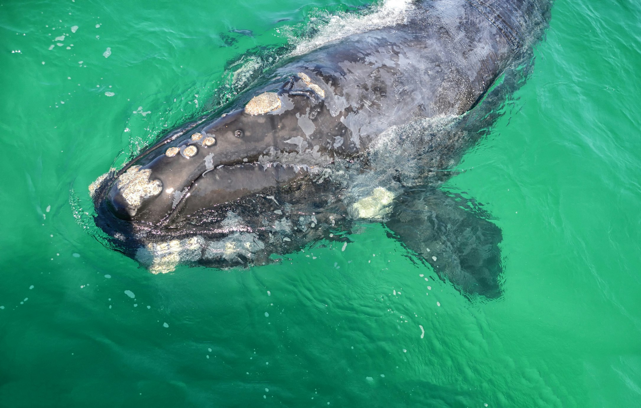 A closeup of a curious juvenile Southern Right Whale in the water