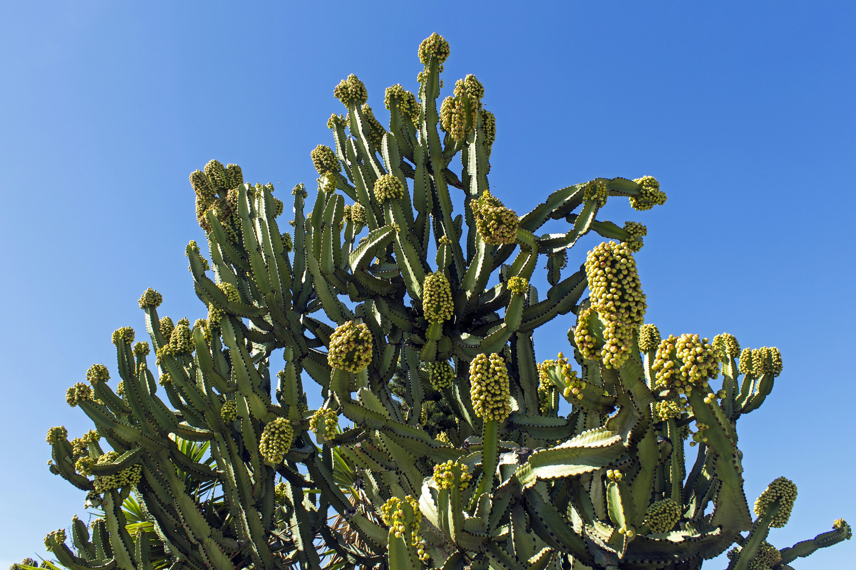 A unique structural cactus on a pristine blue sky