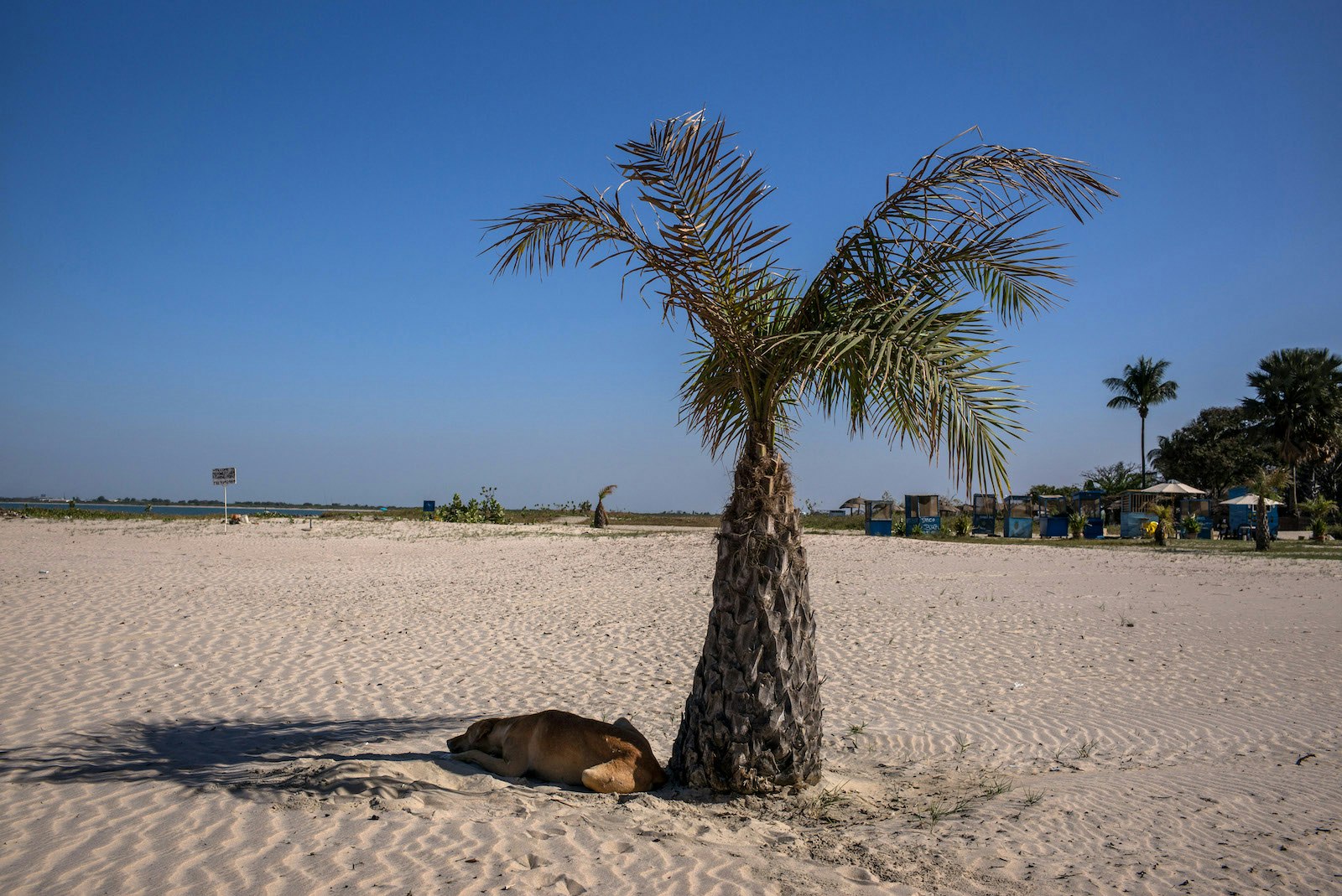 A single palm tree with a tan dog resting head in sand in the shade underneath in Cape Point, The Gambia