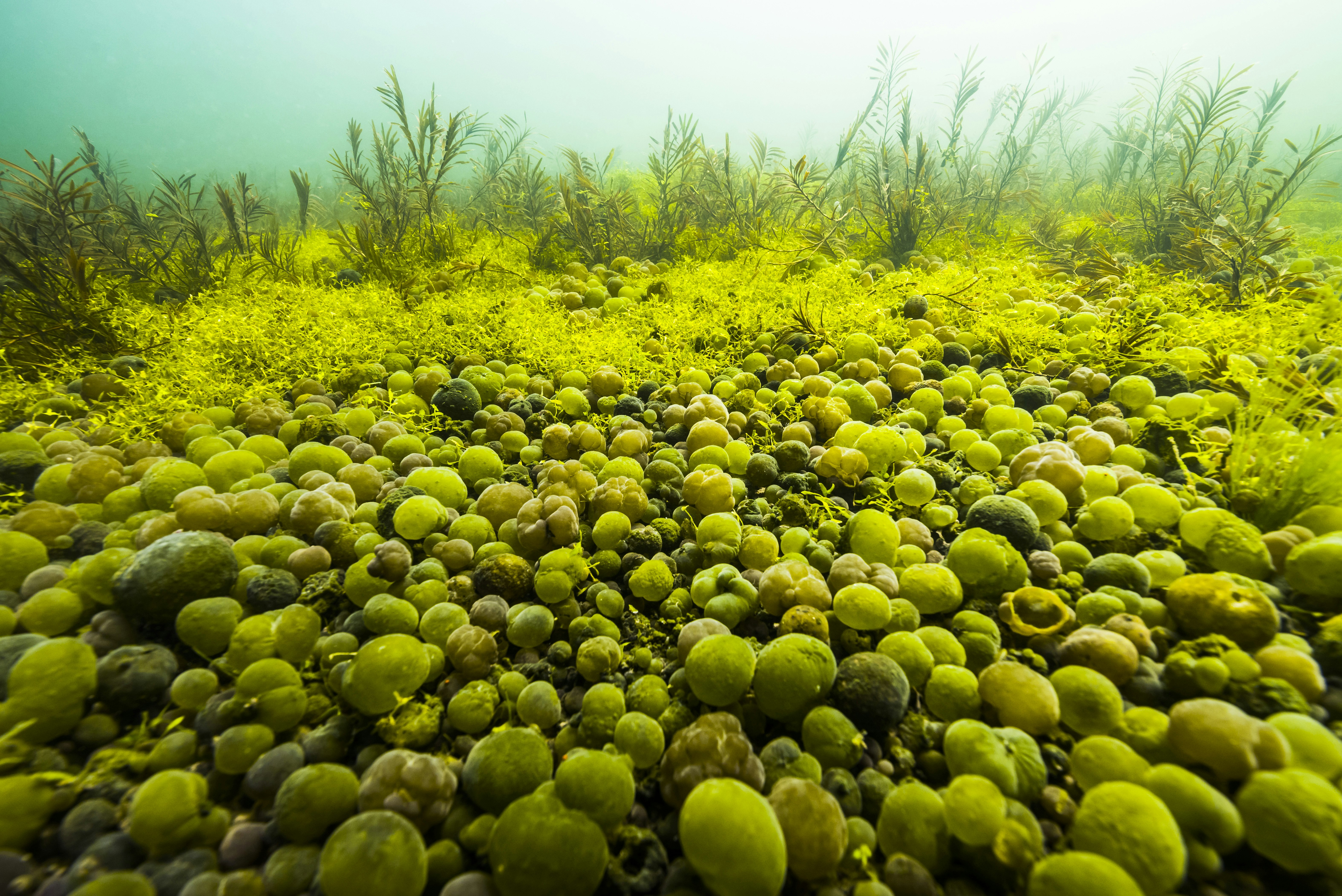 The light filtering through the waters of Yellowstone lake forms a gradient from white to deep teal, illuminating greenish brown fronds of aquatic plants and bright yellow and chartreuse spheres, which are Nostoc cyanobacteria that can grow to the size of walnuts.