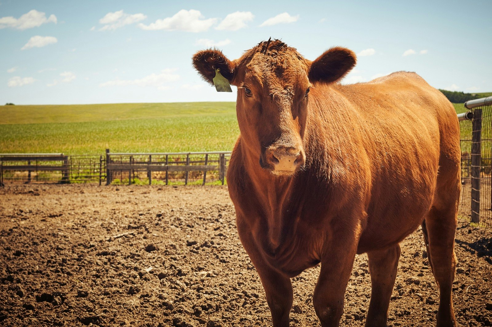 A brown cow in a pen gazes at the camera with grassy fields behind her in Nebraska