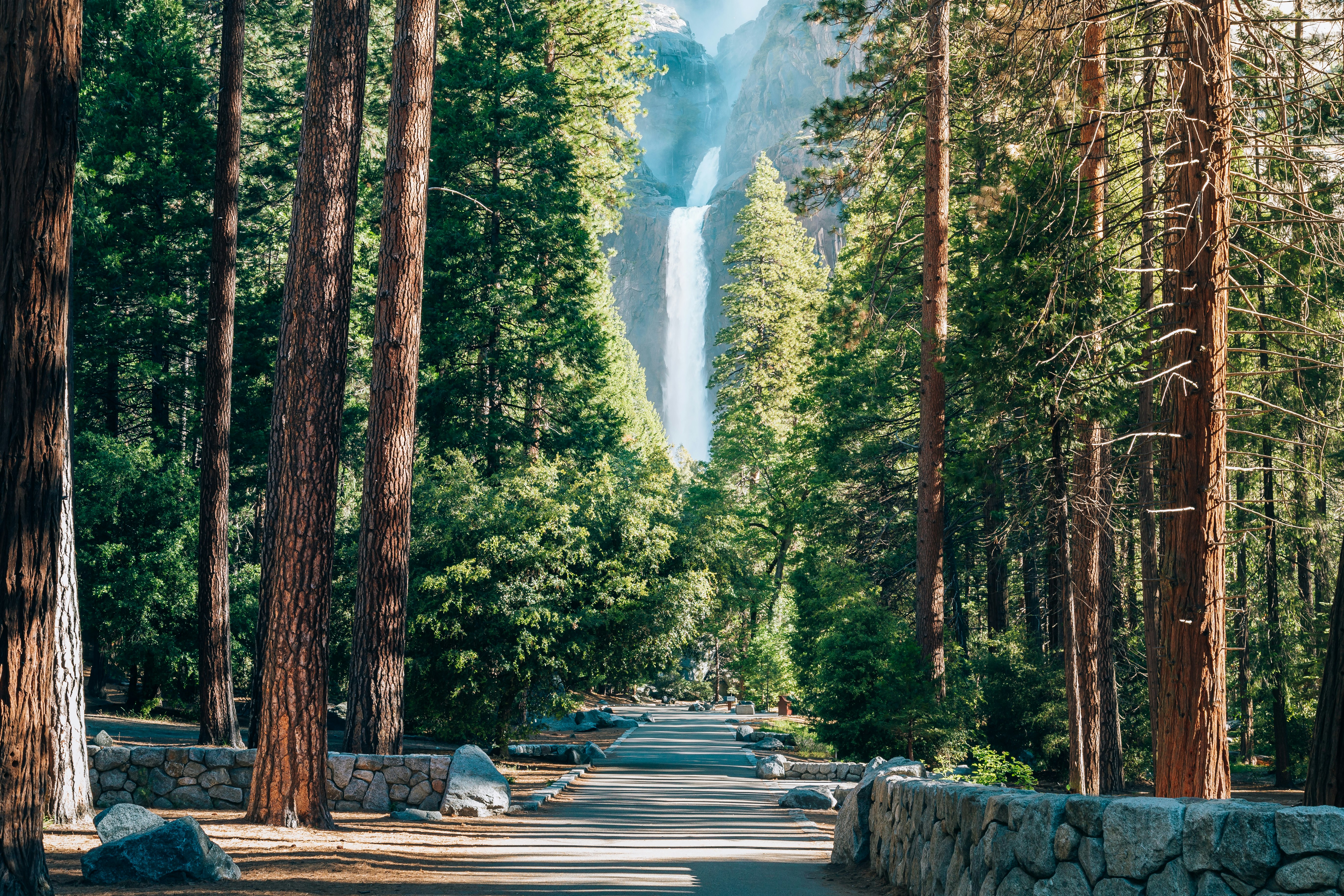 A pathway lined on both sides by towering pine trees, leading towards a waterfall.