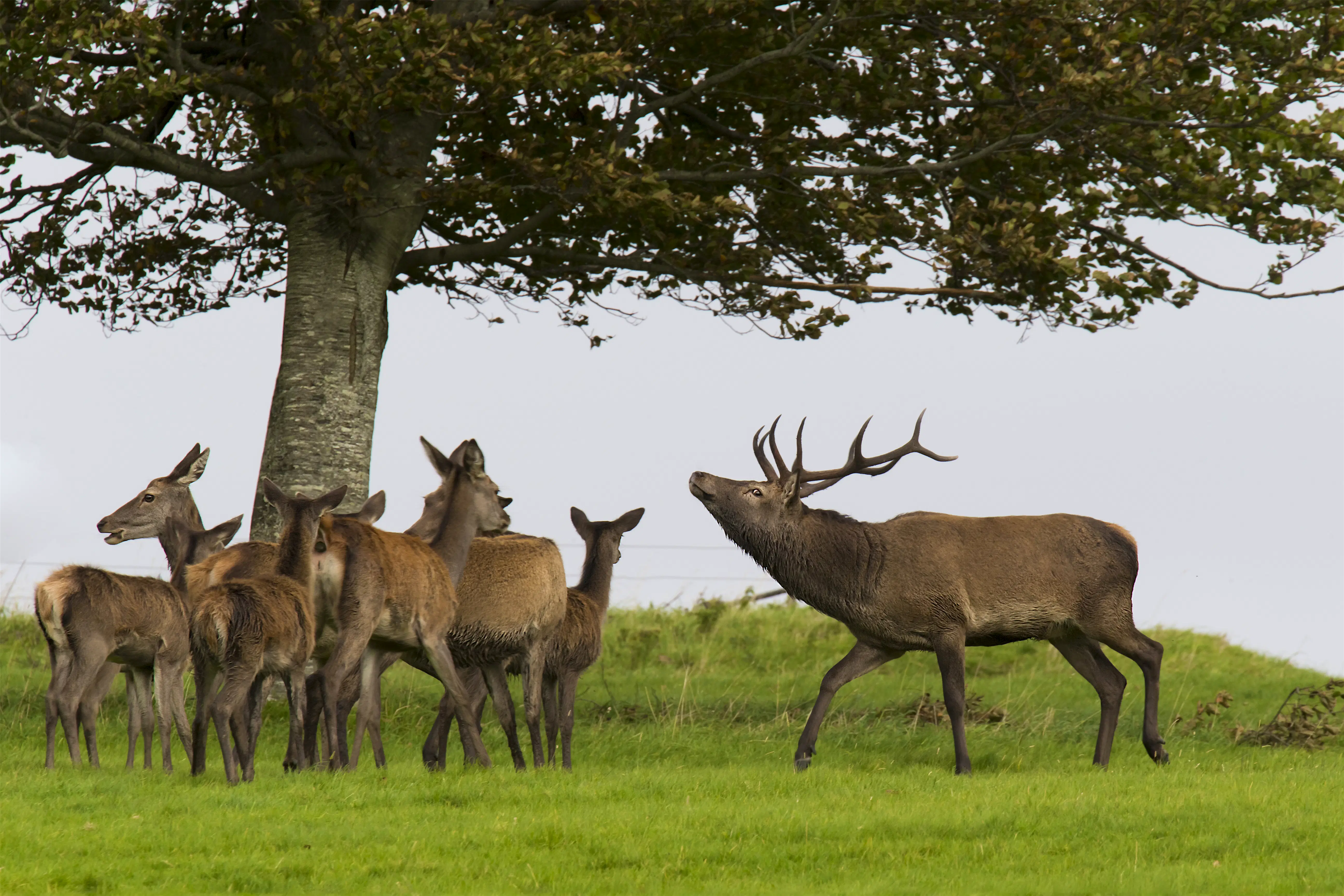irish-deer-leim-an-fheadh.jpg A cluster of Irish deer, including one stag on the right facing left, and a group of half a dozen doe and fawns standing around a tree in County Kerry