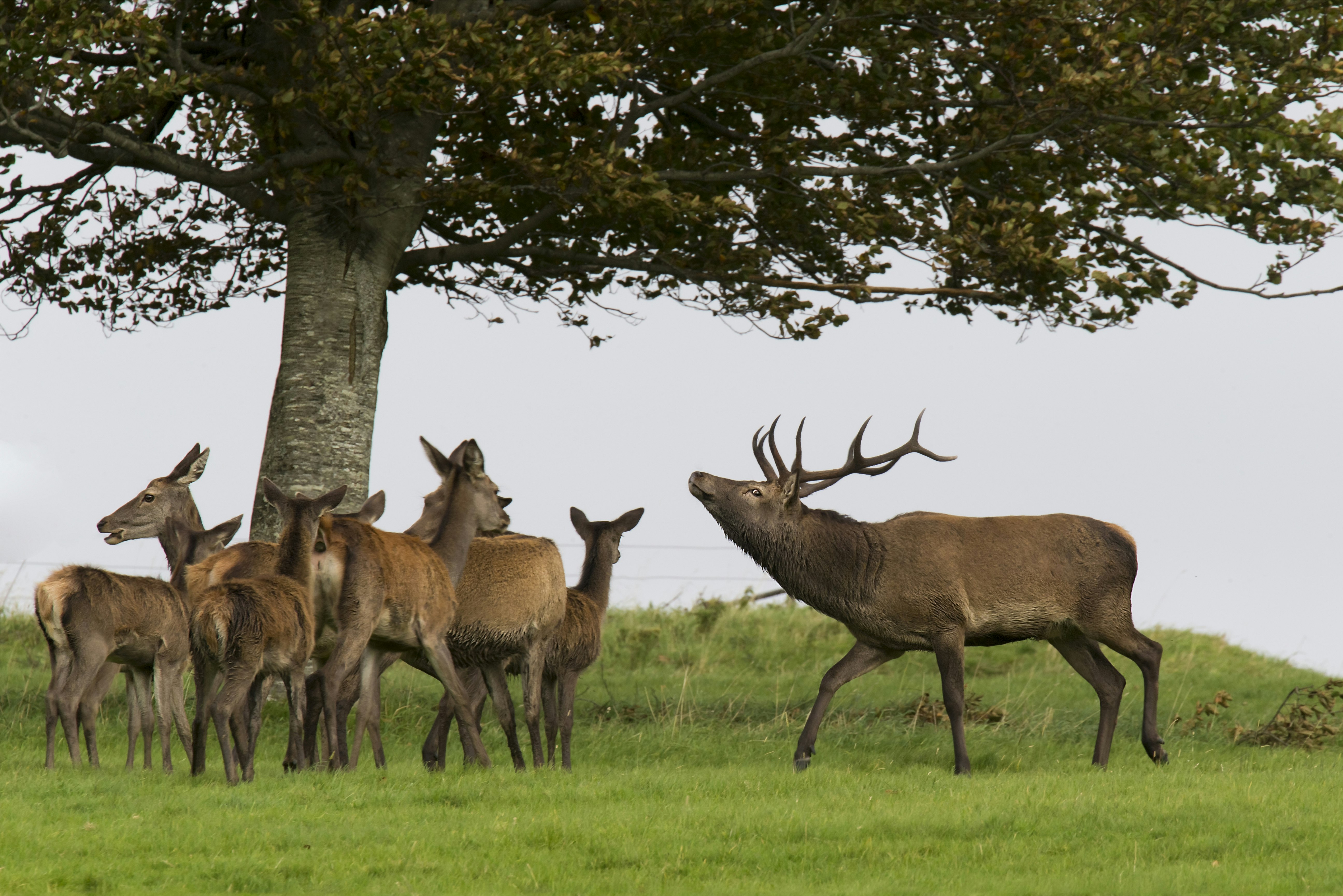 A cluster of Irish deer, including one stag on the right facing left, and a group of half a dozen doe and fawns standing around a tree in County Kerry