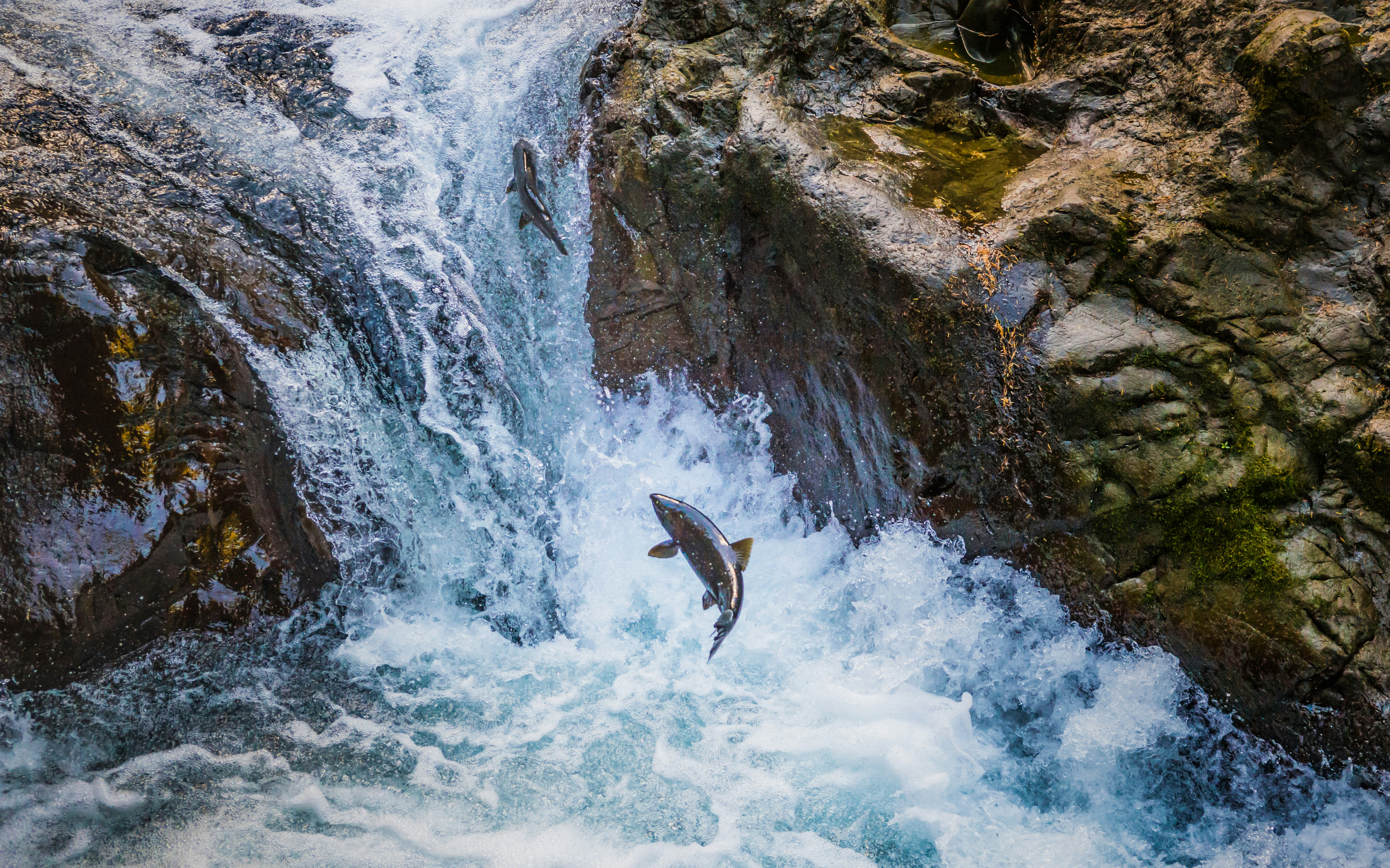 A fat, silvery Coho salmon fights its way upstream, leaping up a rocky embankment where whitewater is coursing between two large boulders