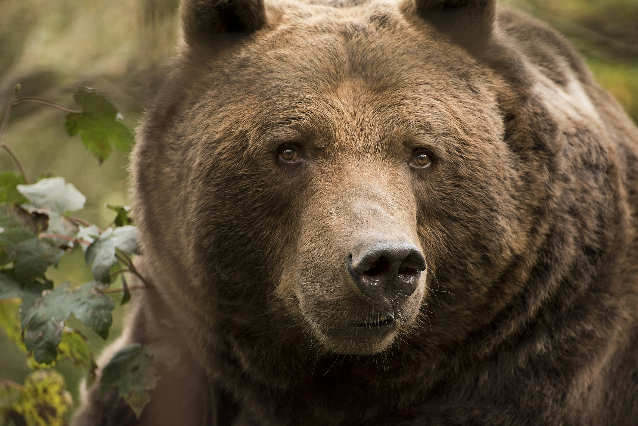 Cantabrian brown bear up close
