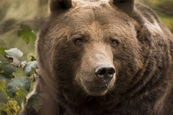 Conservations efforts have saved the Cantabrian brown bear for now ...