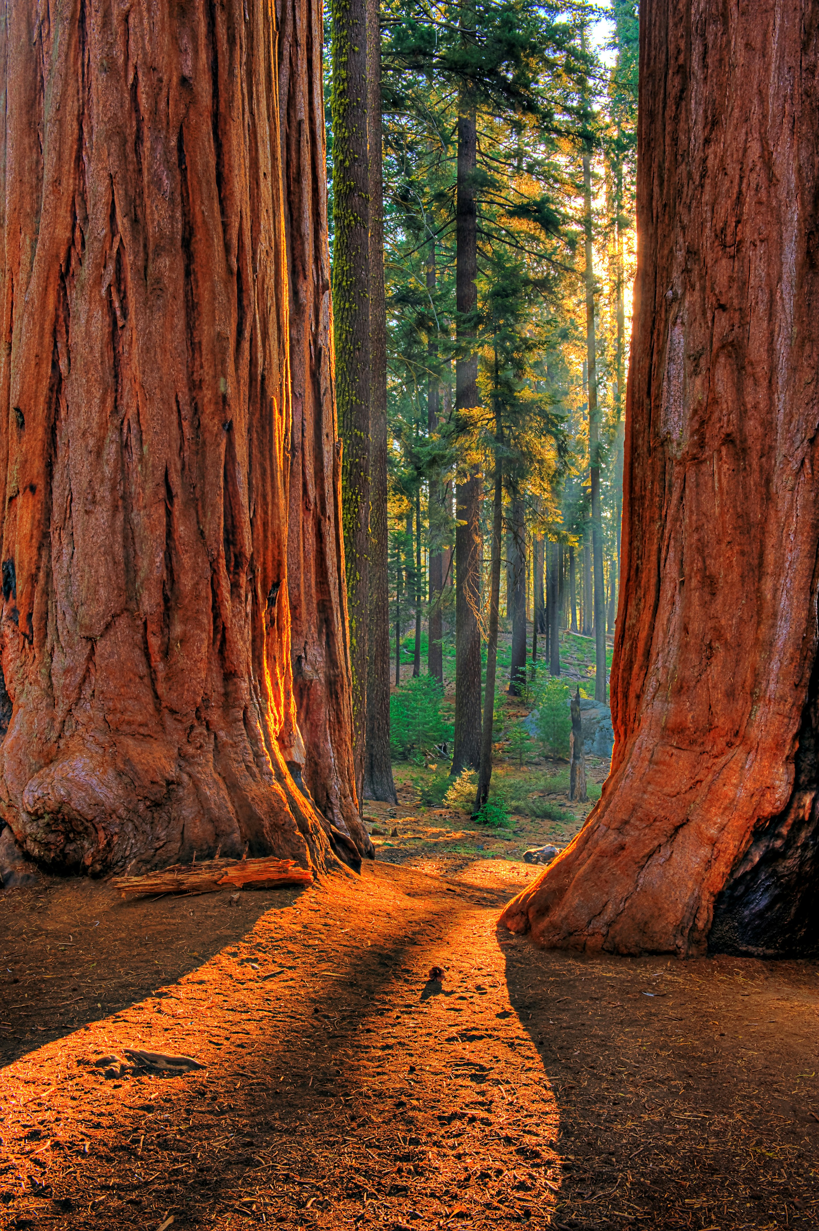 Autumn sun glow against giant sequoias 