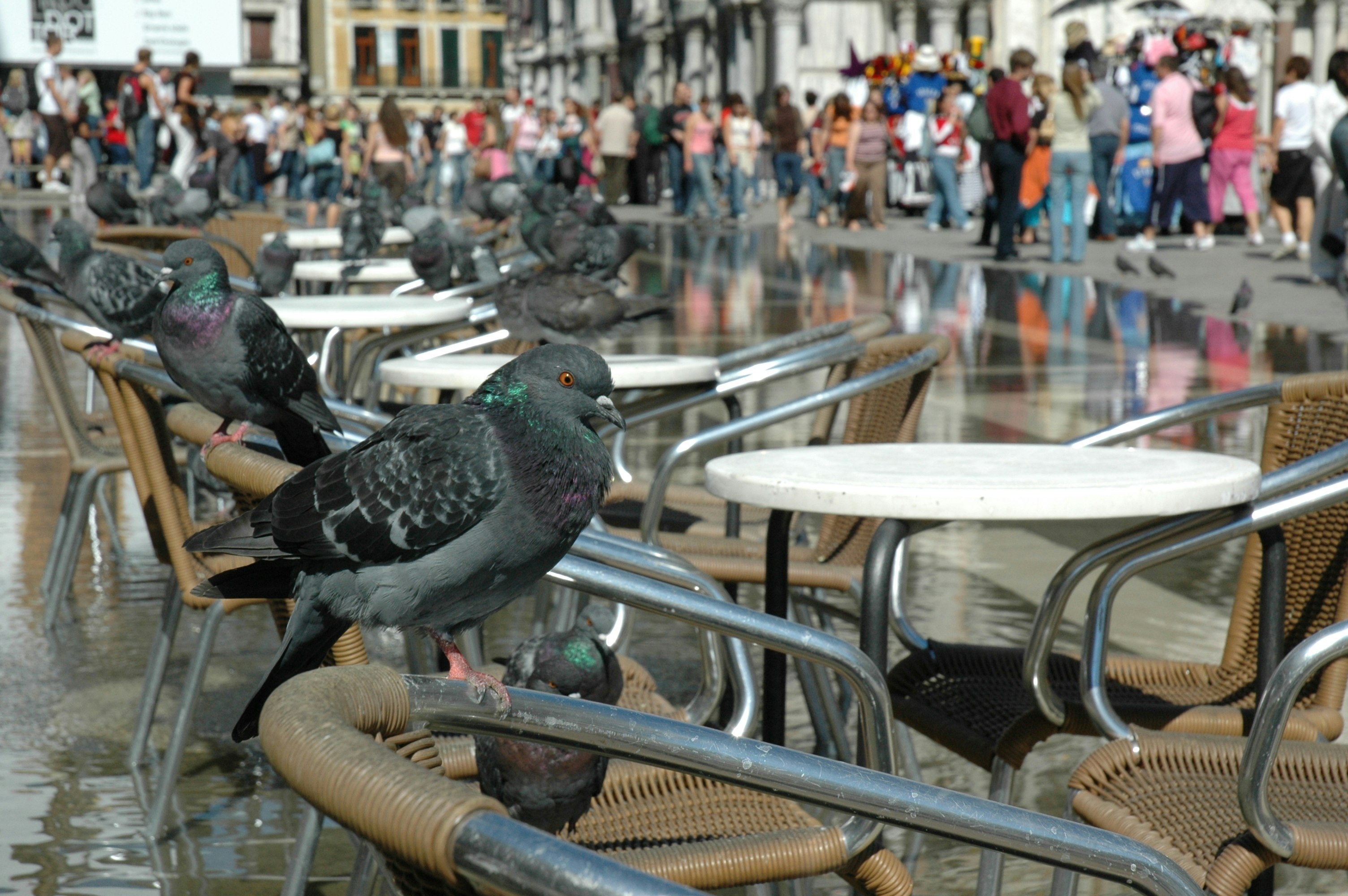 A pigeon sits on the back of a chair in a piazza in Venice