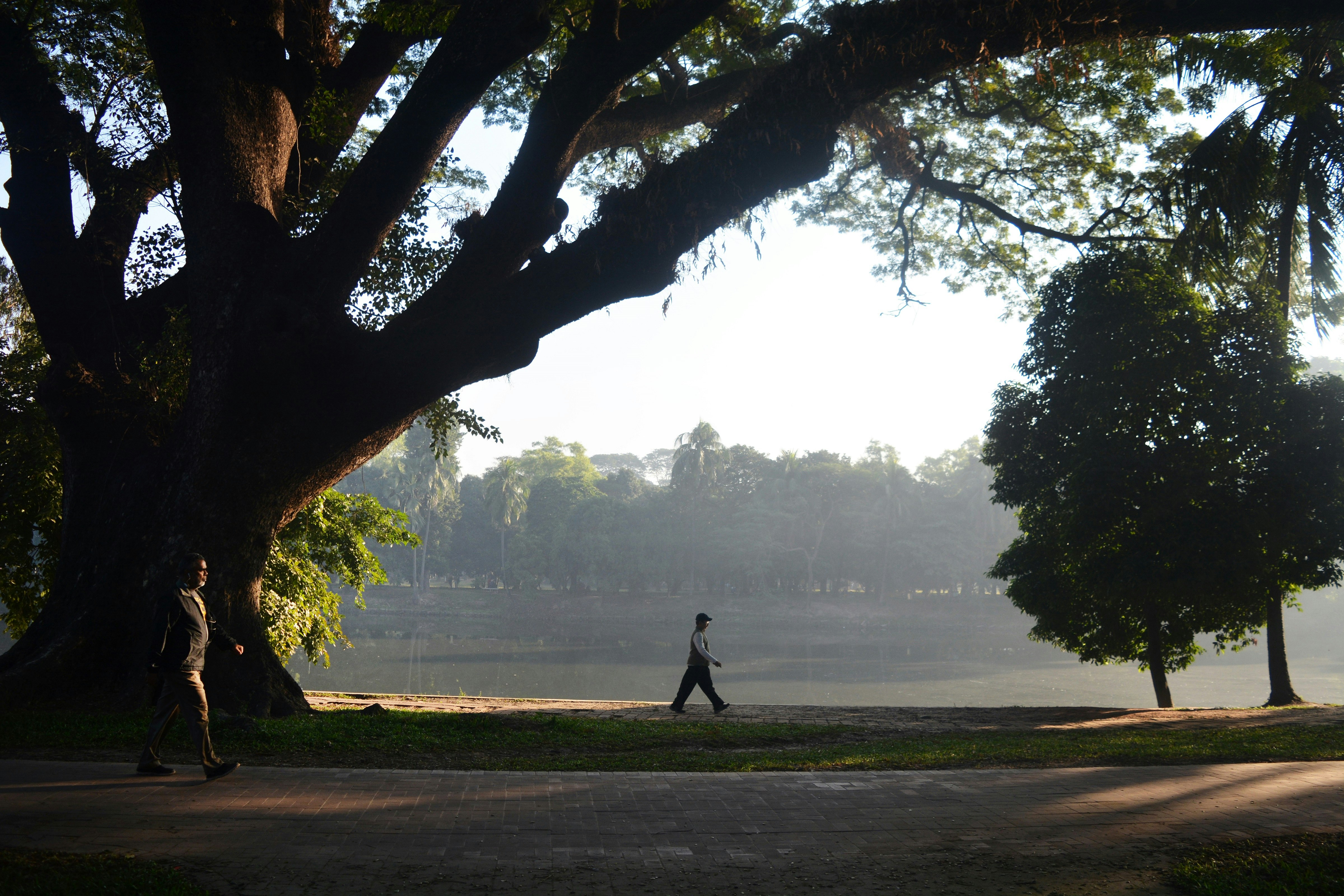 A lone figure walking on the grass in Ramna Park in Dhaka. It is early morning and some of the park is still dark. In front of the figure is a large tree, while behind, a lake is visible.
