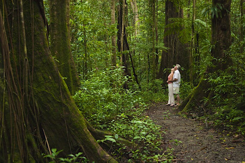 A couple looks up towards the canopy in dense rainforest. They are standing on a damp, earthen track, and are surrounded by huge trees and greenery.