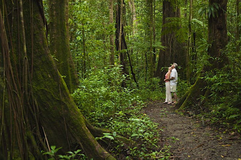 A couple looks up towards the canopy in dense rainforest. They are standing on a damp, earthen track, and are surrounded by huge trees and greenery.