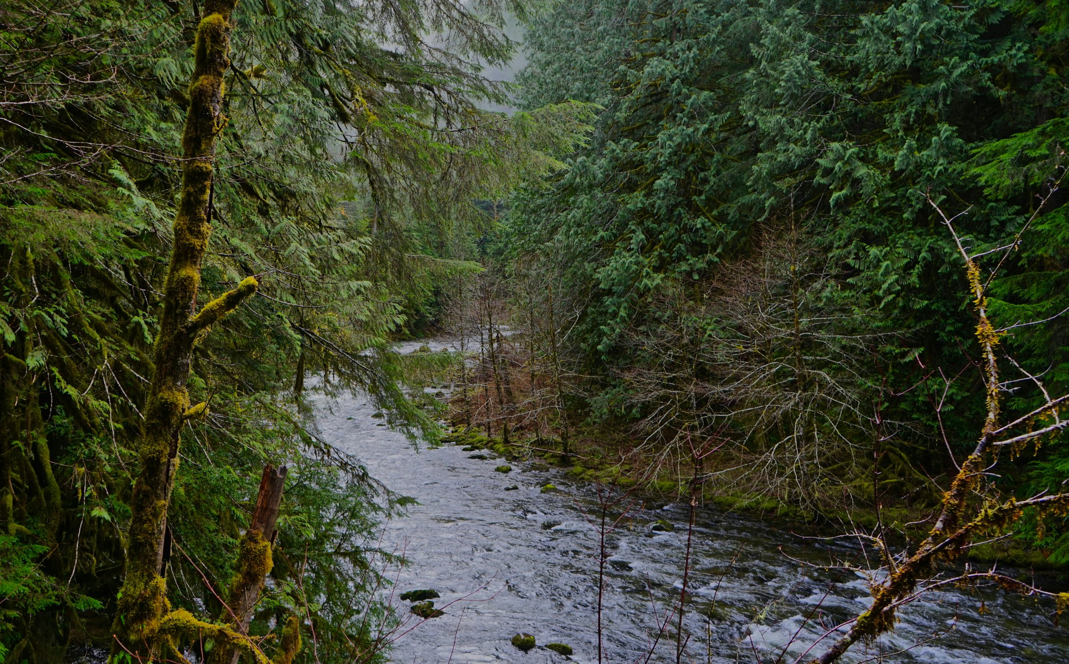 The Salmon River is a classic Pacific Northwest river surrounded by thick evergreen foliage and moss-coated spruce and fir trees growing densely around a choppy, fast-flowing and rocky river in deep blue and green colors.