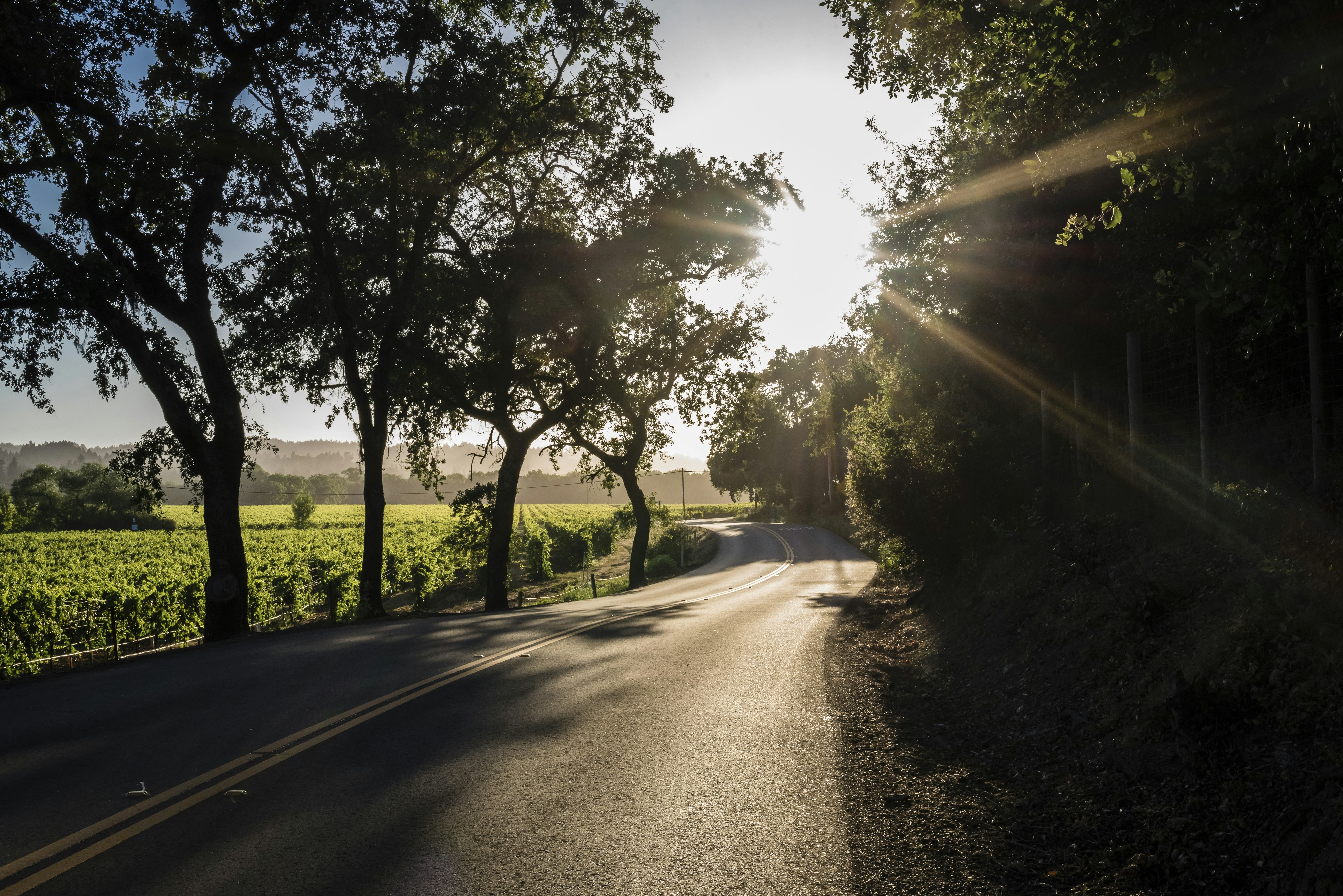 An empty road bordered by vineyards and trees with the sun in the background