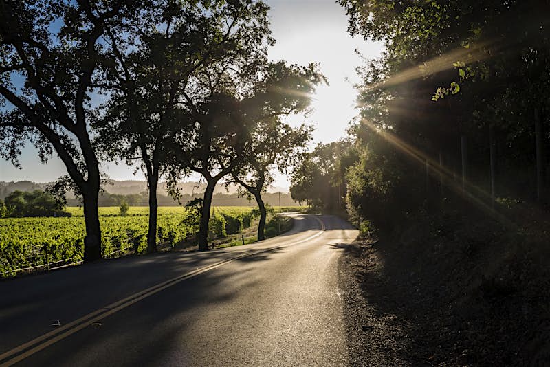 An empty road bordered by vineyards and trees with the sun in the background