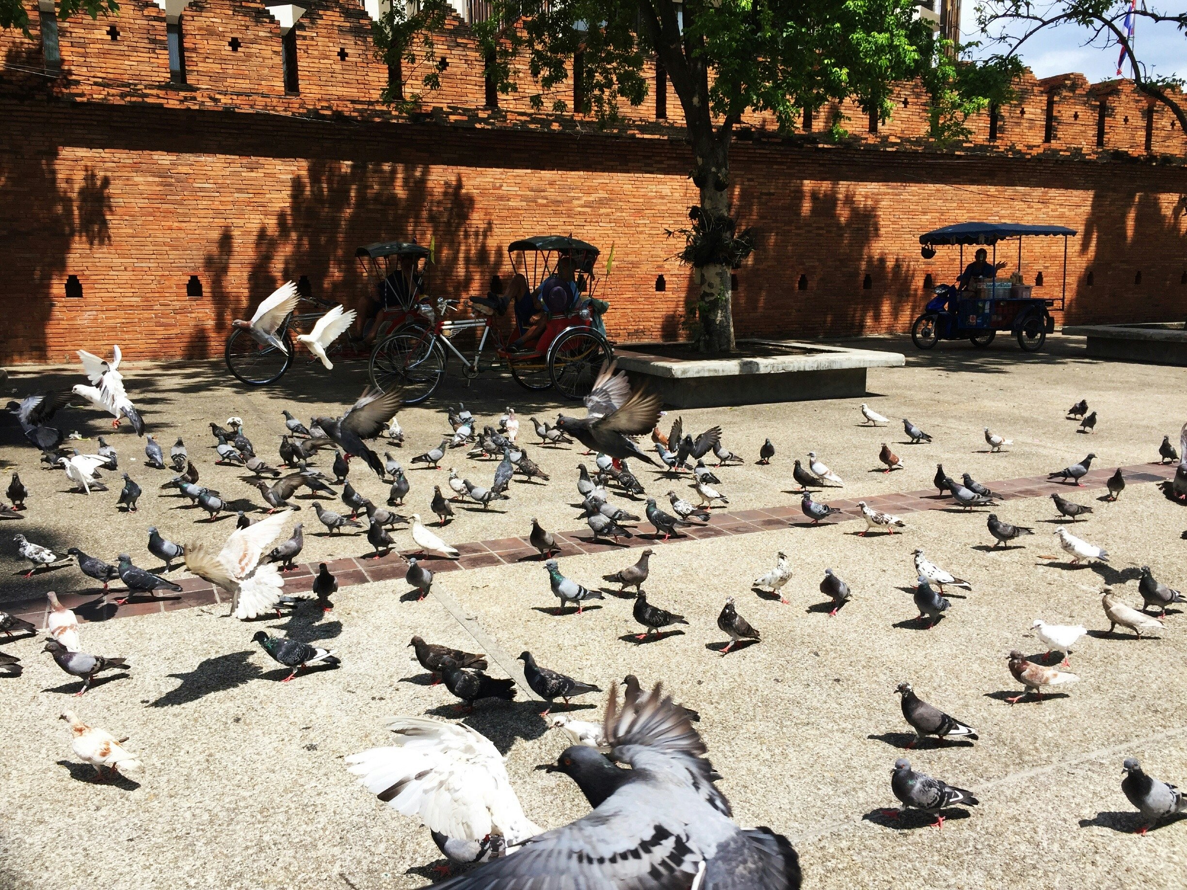 Pigeons On Footpath During Sunny Day 
