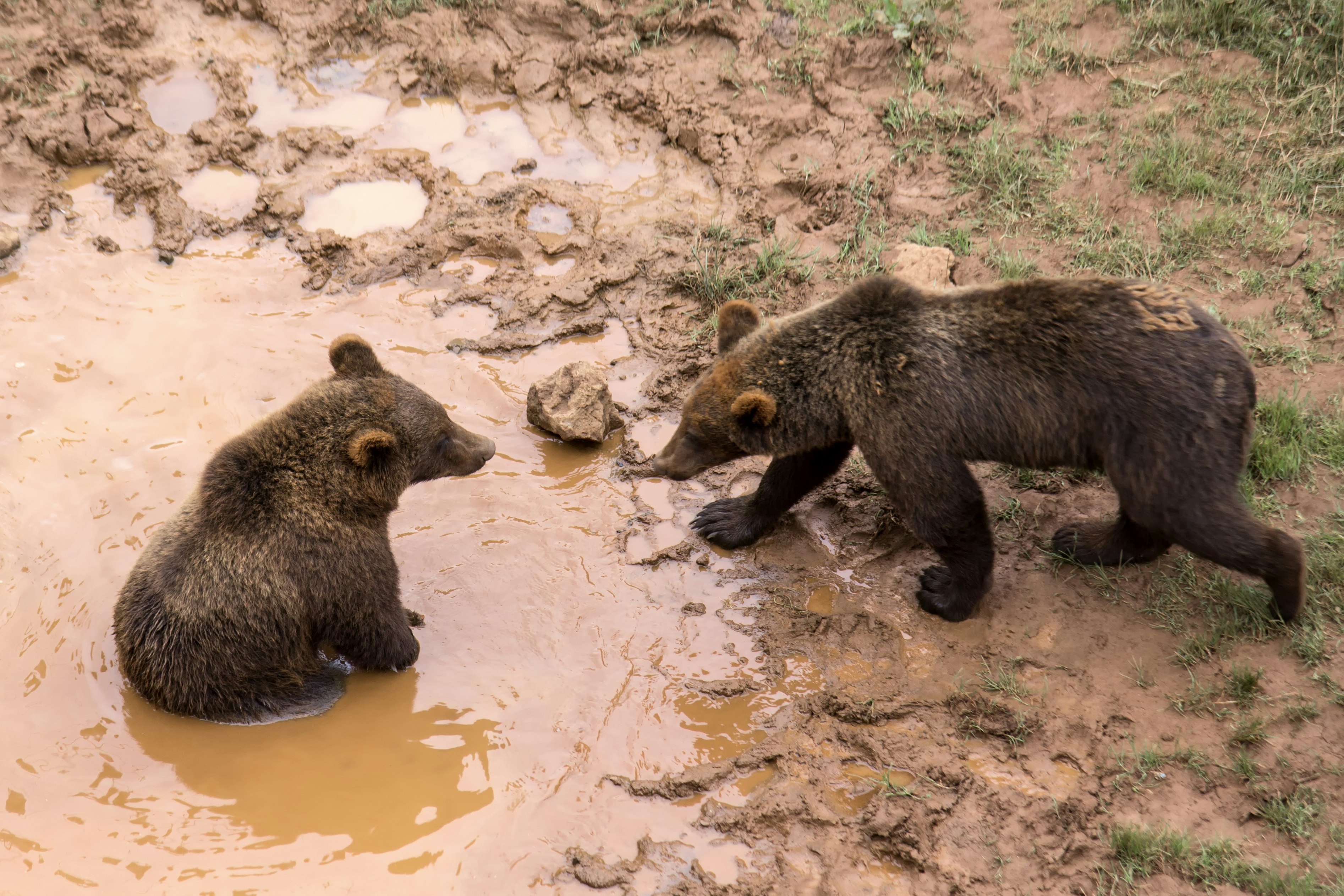 Brown bears taking a mud bath