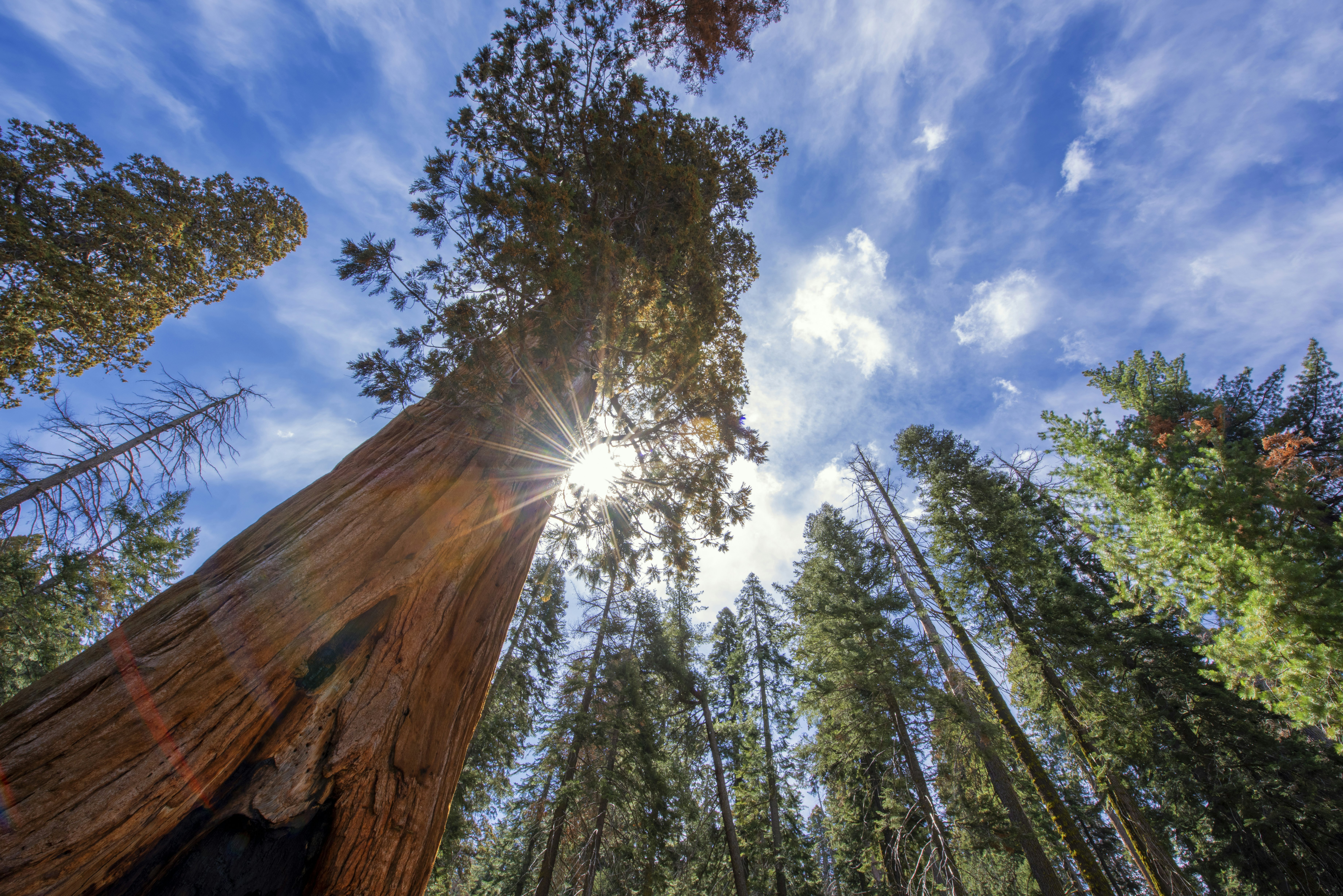 Looking up at a giant Sequoia tree with the sun bursting through on a partly cloudy day.