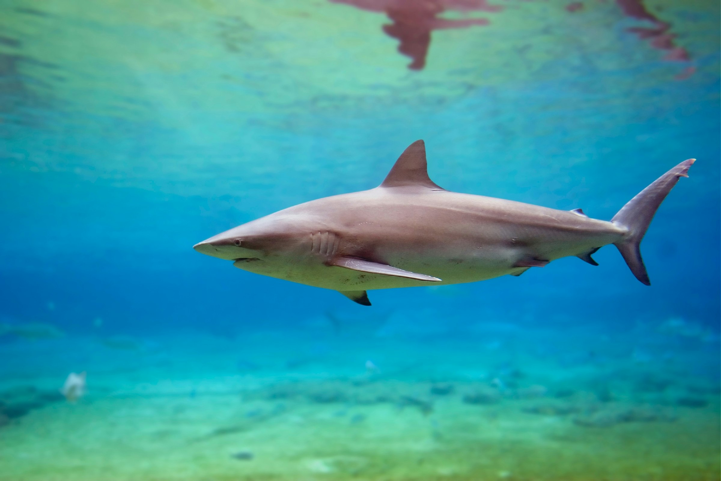 Black Whaler Shark (Carcharhinus obscurus) swimming in clear water..jpg